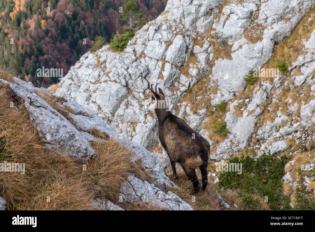Un beau chamois dans l'habitat naturel. Rupicapra rupicapra Banque D'Images