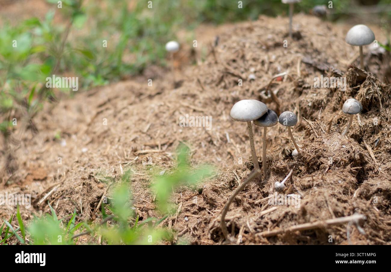 Champignons sauvages, peut-être du genre Panaeolus, germant de fumier de vache ou d'éléphant dans un champ. La scène capture le cycle de vie des champignons et de leurs Banque D'Images