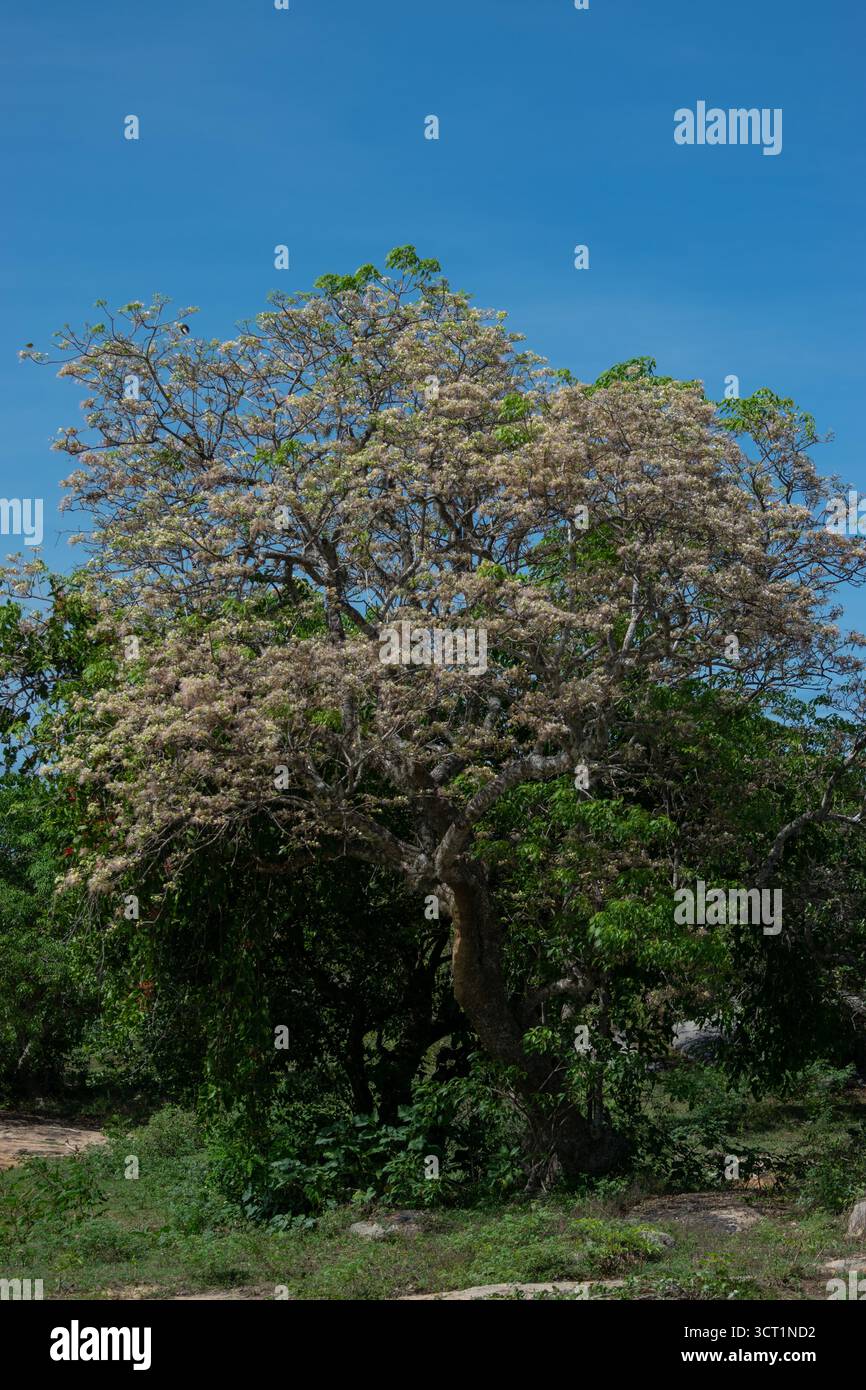 Un grand arbre en fleurs avec une large canopée se dresse contre un ciel bleu clair. L'arbre est couvert d'une profusion de petites fleurs de couleur claire, surro Banque D'Images