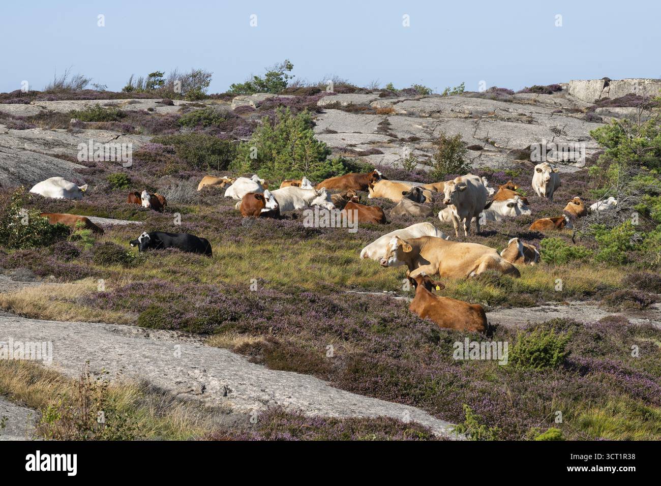 Vaches, Ramsvik, Naturreservat Ramsviklandet, Bohuslaen, Skagerrak, Sotenaes, Vaestra Goetalands laen, Suède Banque D'Images
