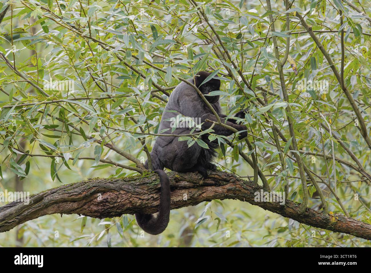 Un singe laineux brun (Lagothrix lagothricha) grimpe à un arbre, ramassant de la nourriture. Brésil, Amérique du Sud Banque D'Images