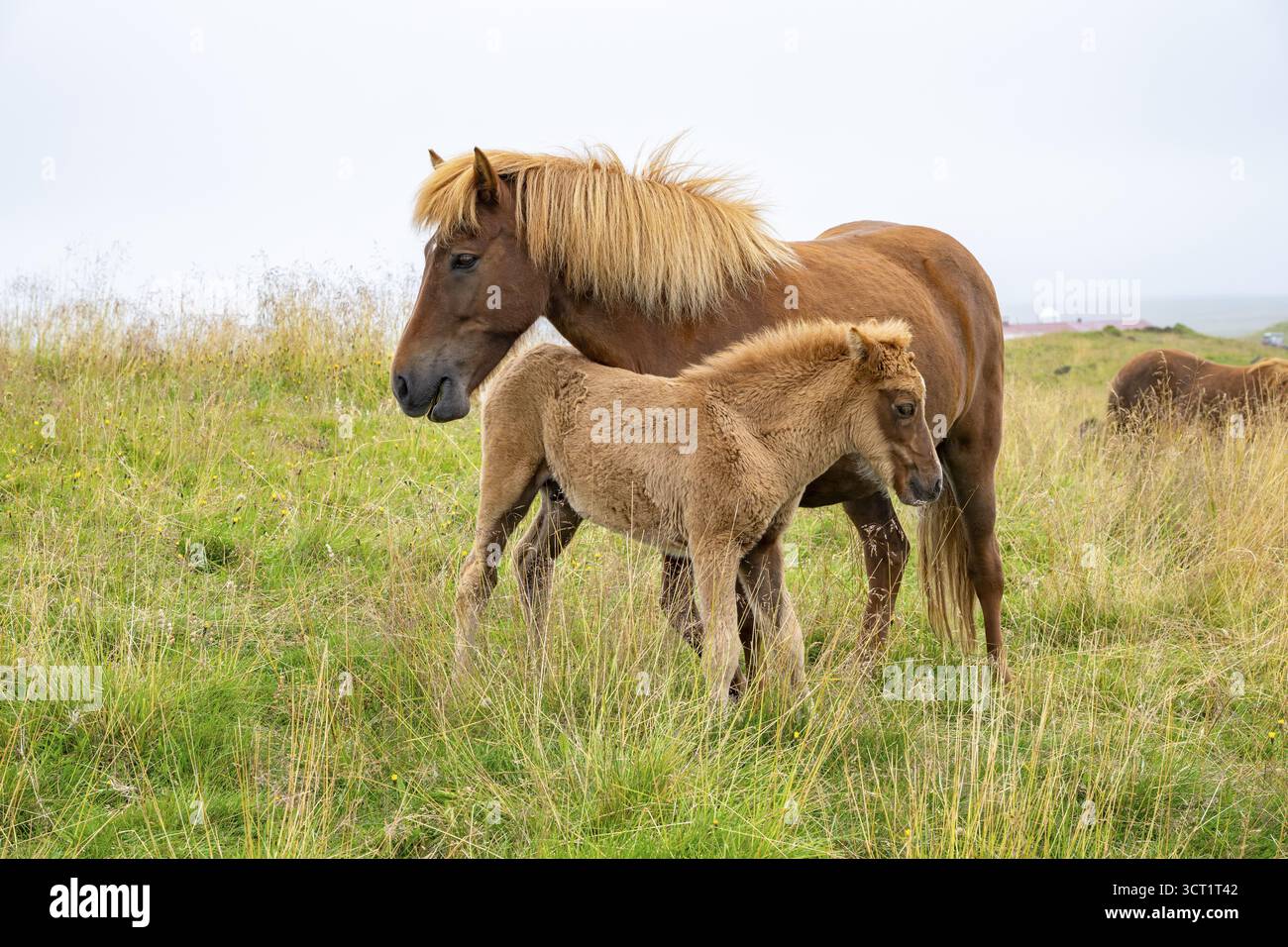 Chevaux islandais en pâturage, Islande du Nord, Islande Banque D'Images