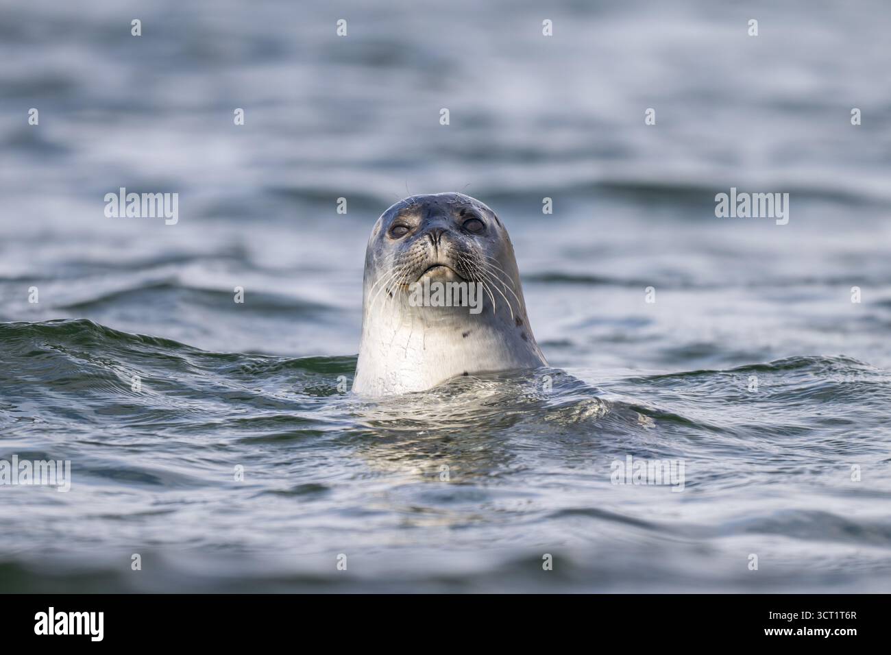 Phoque commun (Phoca vitulina) regardant hors de l'eau, Westfjords, ouest de l'Islande, Islande Banque D'Images