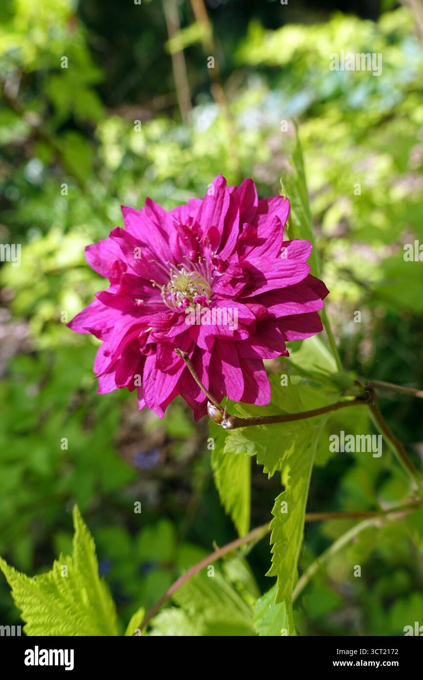 Une seule fleur de Red Rubus Spectabilis « Olympic Gold » (Salmonberry) exposée aux jardins subtropicaux d'Abbotsbury, Abbotsbury, Weymouth, Dorset, Angleterre. Banque D'Images