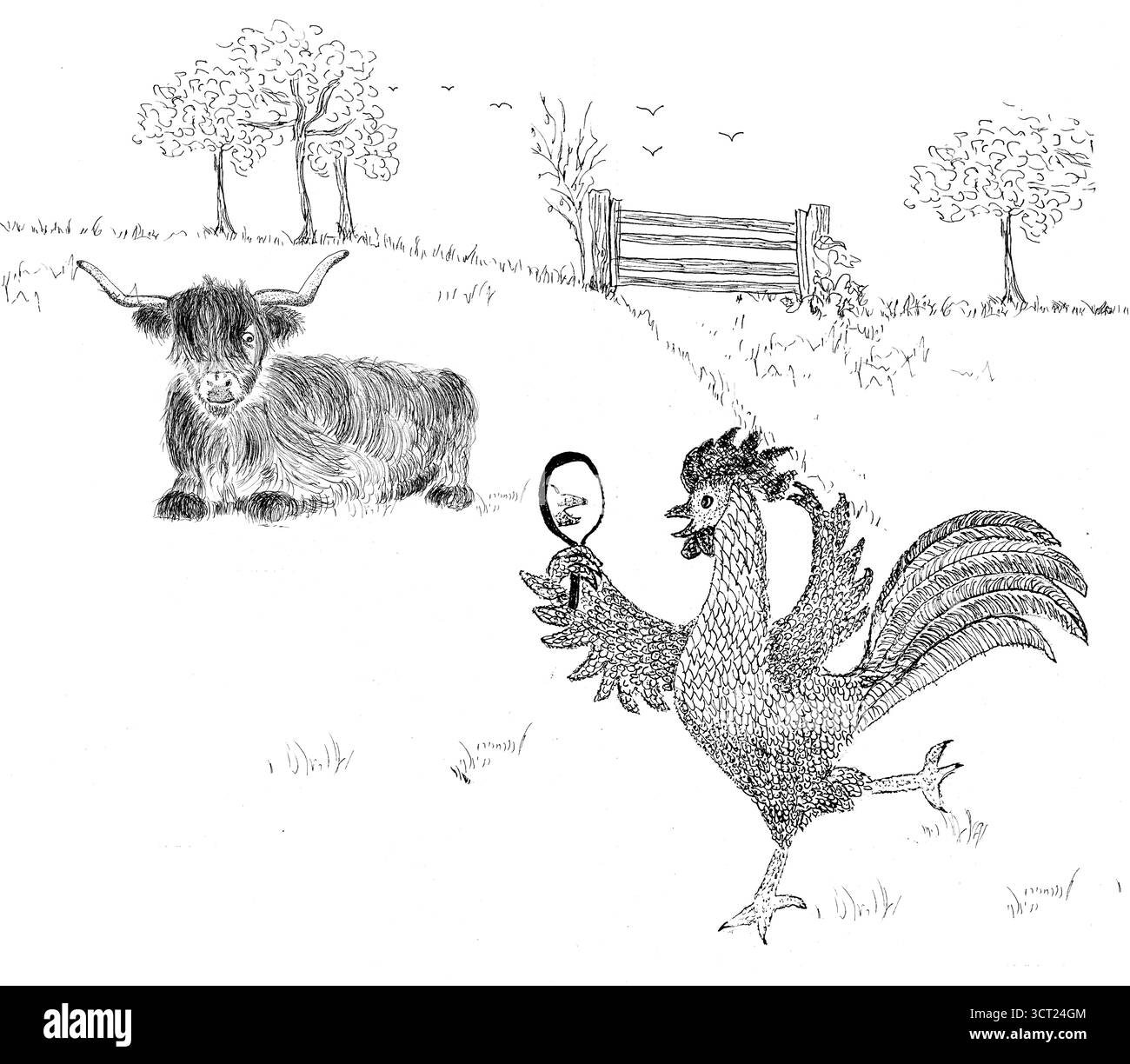 Vache Highland et le coq regardant dans le miroir Banque D'Images