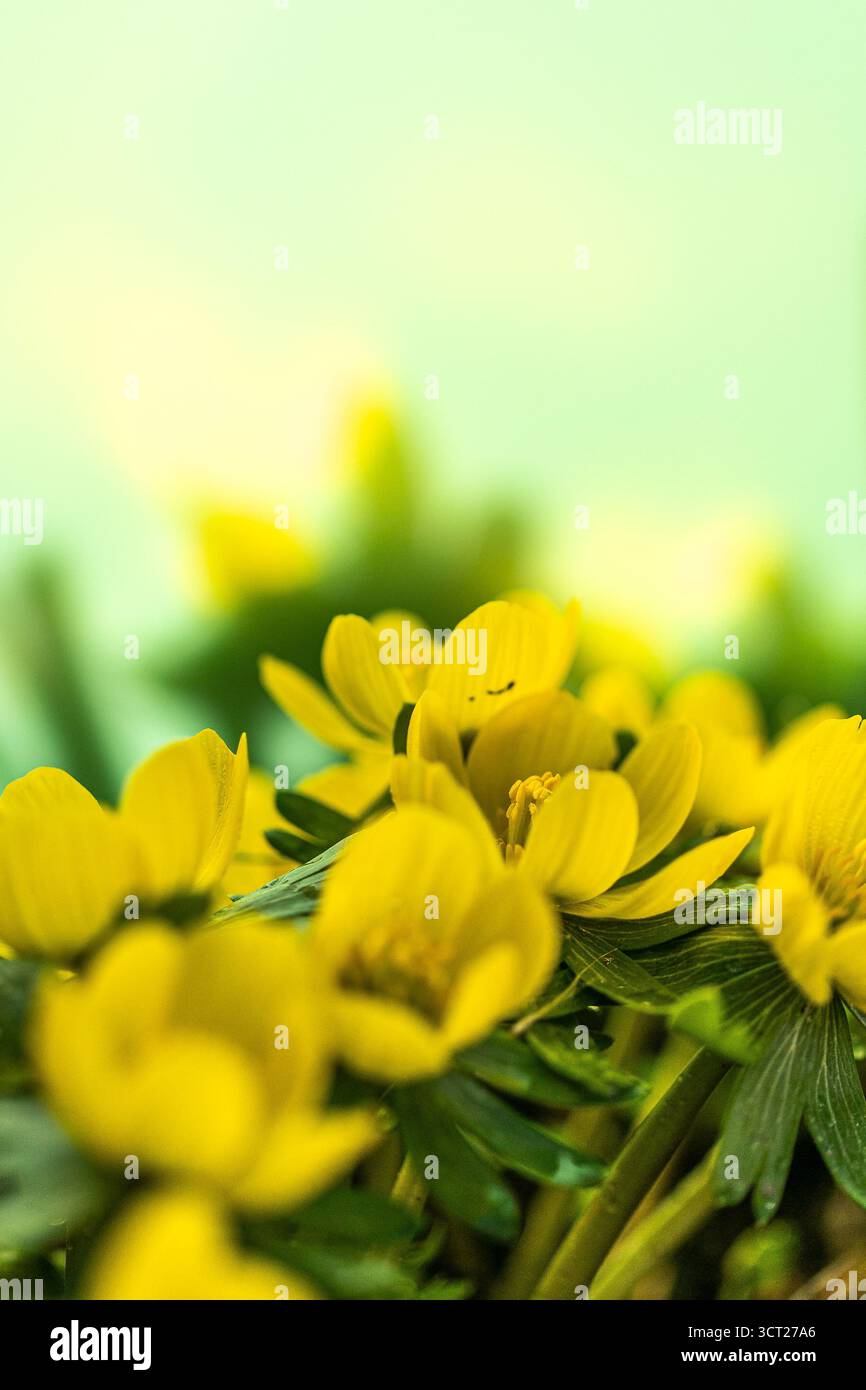 Les fleurs d'aconite d'hiver (Eranthis hyemalis) commencent à fleurir au soleil tôt le matin Banque D'Images