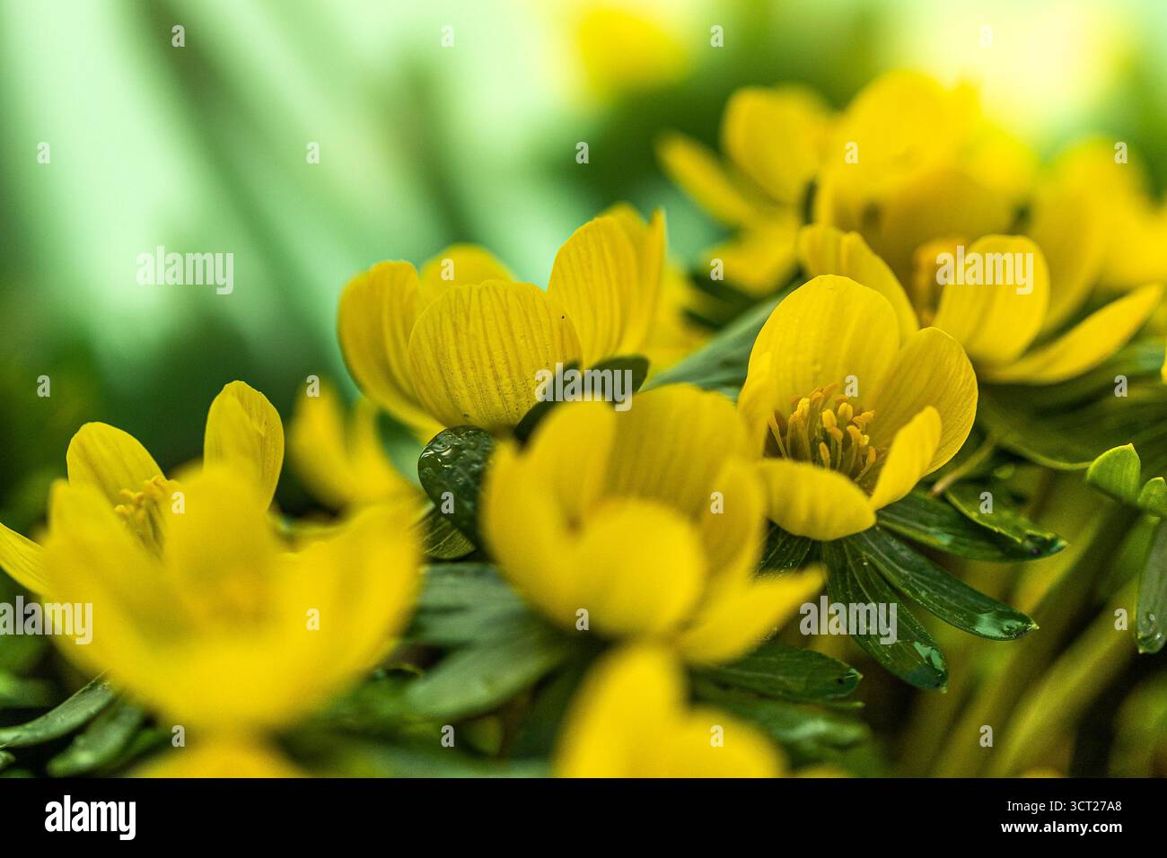 Les fleurs d'aconite d'hiver (Eranthis hyemalis) commencent à fleurir au soleil tôt le matin Banque D'Images