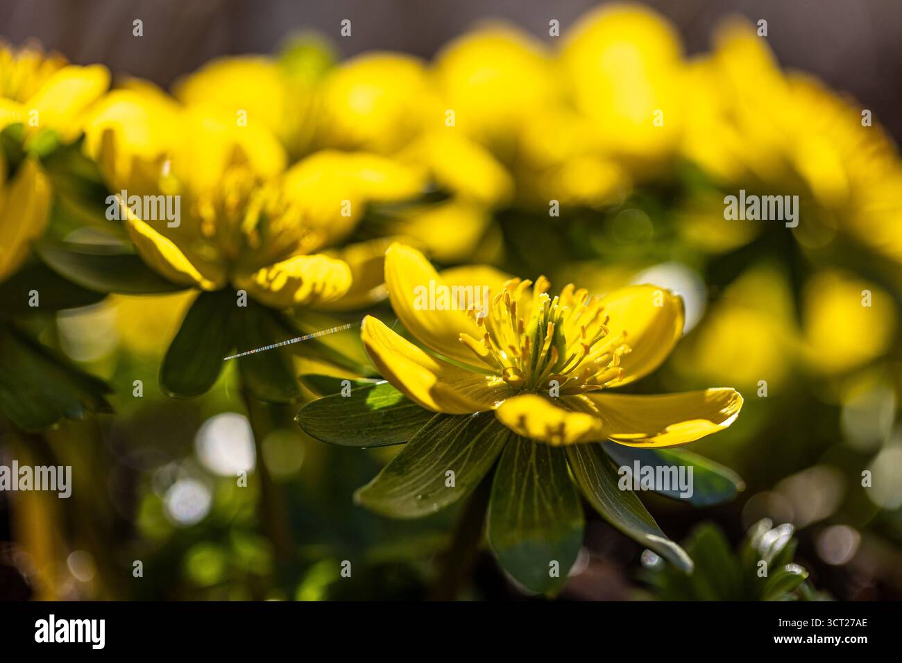 Fleurs d'aconite d'hiver (Eranthis hyemalis) en pleine floraison au soleil Banque D'Images