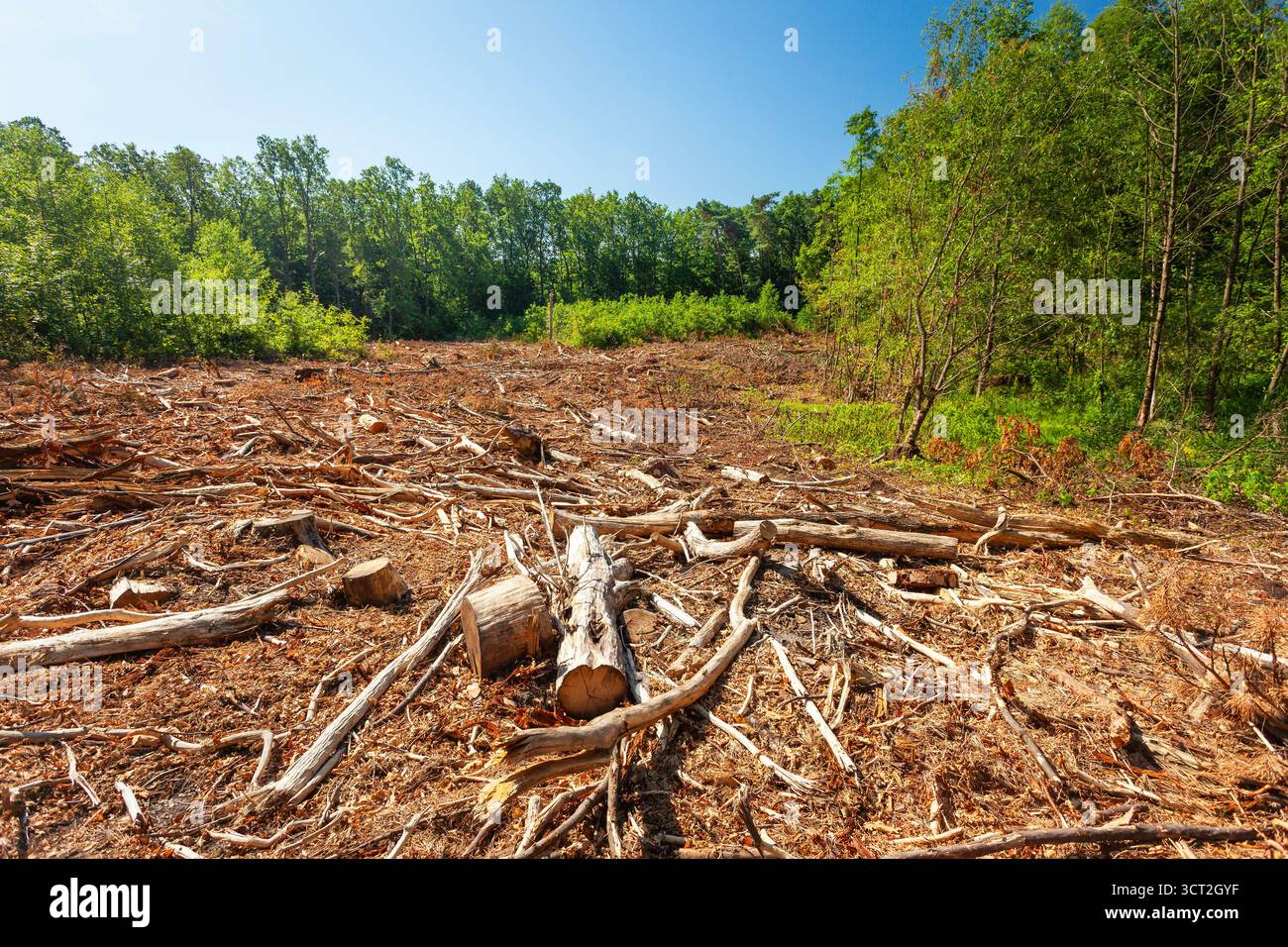 Vue dans la forêt après avoir abattu les arbres, journée ensoleillée d'été Banque D'Images