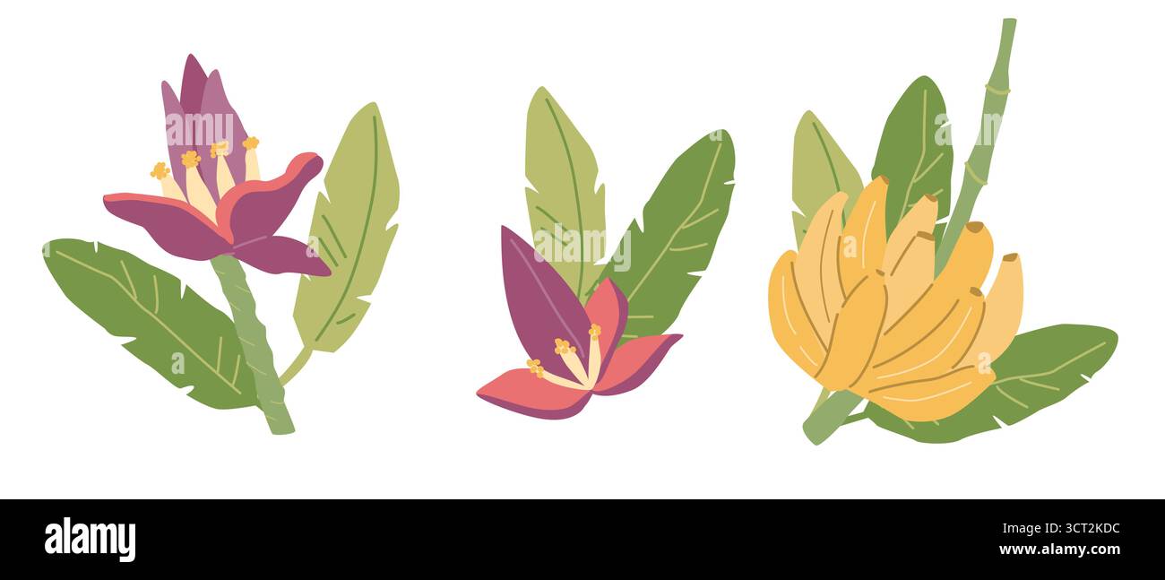 Illustrations colorées de plantes de banane et de fleurs avec des feuilles vertes. Illustration de Vecteur