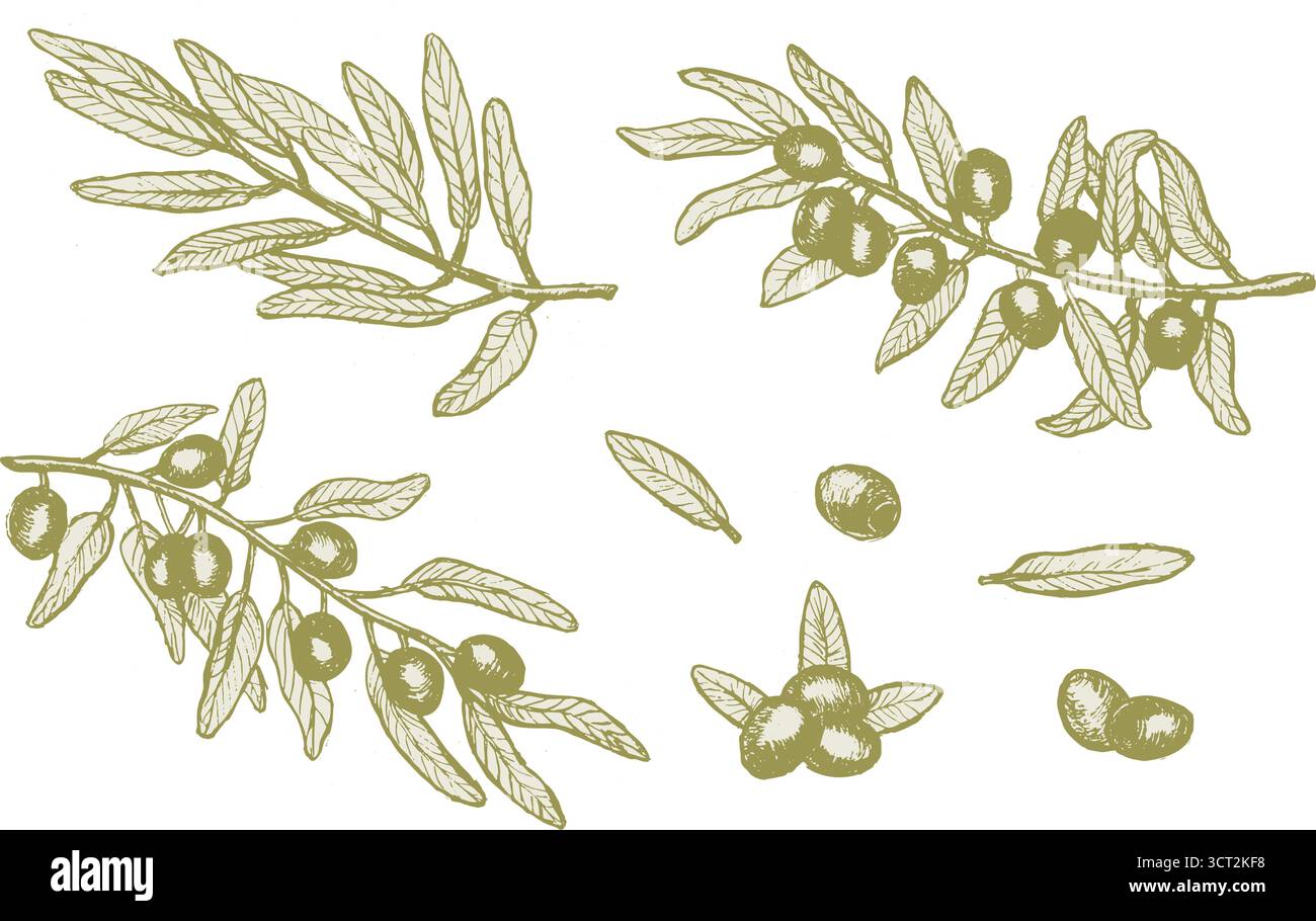 Branche d'olivier verte avec des feuilles et des fruits, esquisse dessinée à la main. Ensemble de plante d'olive de couleur verte pour la conception de l'huile. Illustration de texture vectorielle de dessin au trait Illustration de Vecteur Branche d'olivier verte avec des feuilles et des fruits, esquisse dessinée à la main. Ensemble de plante d'olive de couleur verte pour la conception de l'huile. Illustration de texture vectorielle de dessin au trait Illustration de Vecteur