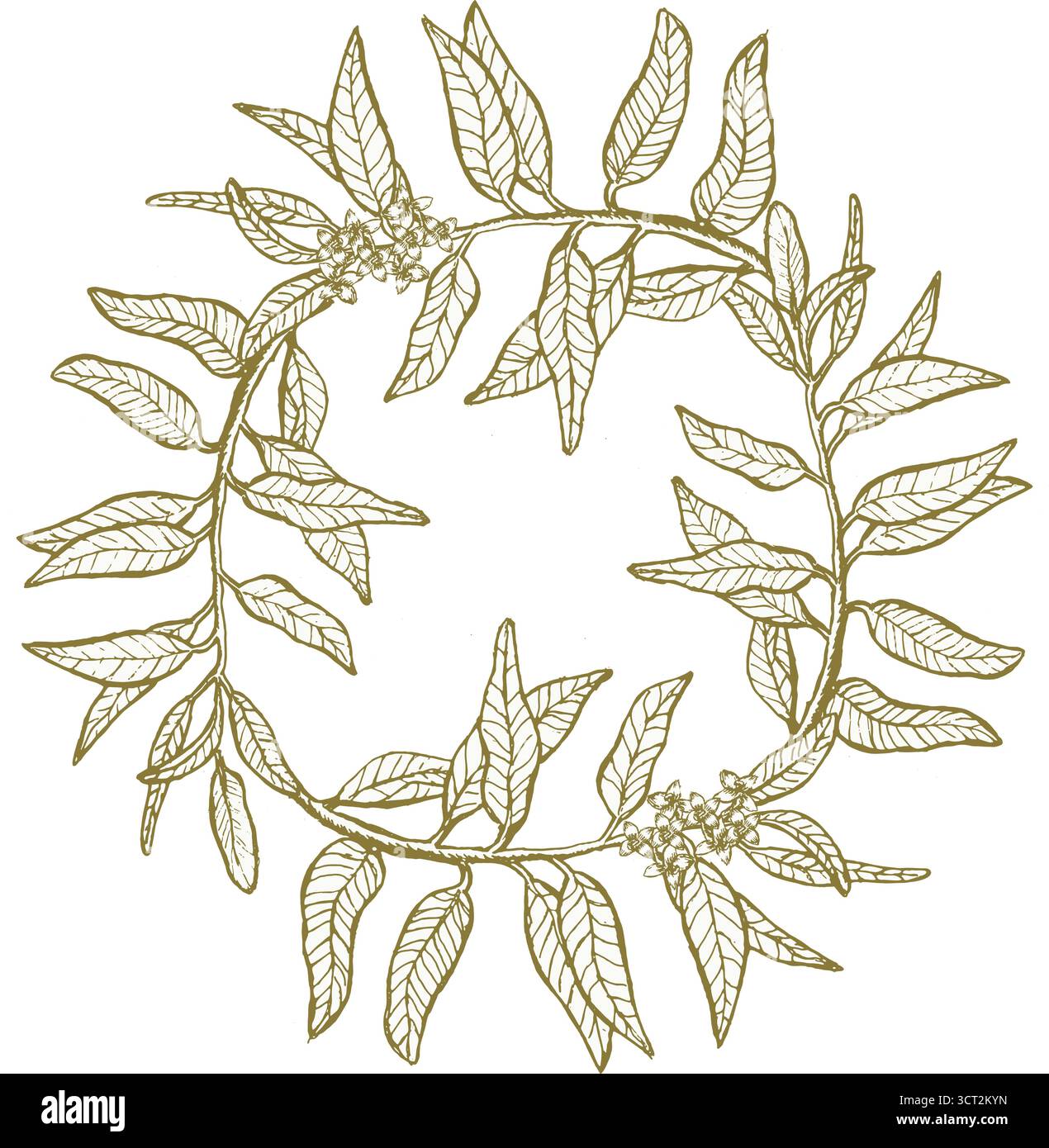 Cadre vectoriel avec des feuilles d'olivier vertes, bordure dessinée à la main dans un style d'esquisse linéaire, illustration botanique isolée, parfaite pour l'emballage, les invitations Illustration de Vecteur Cadre vectoriel avec des feuilles d'olivier vertes, bordure dessinée à la main dans un style d'esquisse linéaire, illustration botanique isolée, parfaite pour l'emballage, les invitations Illustration de Vecteur