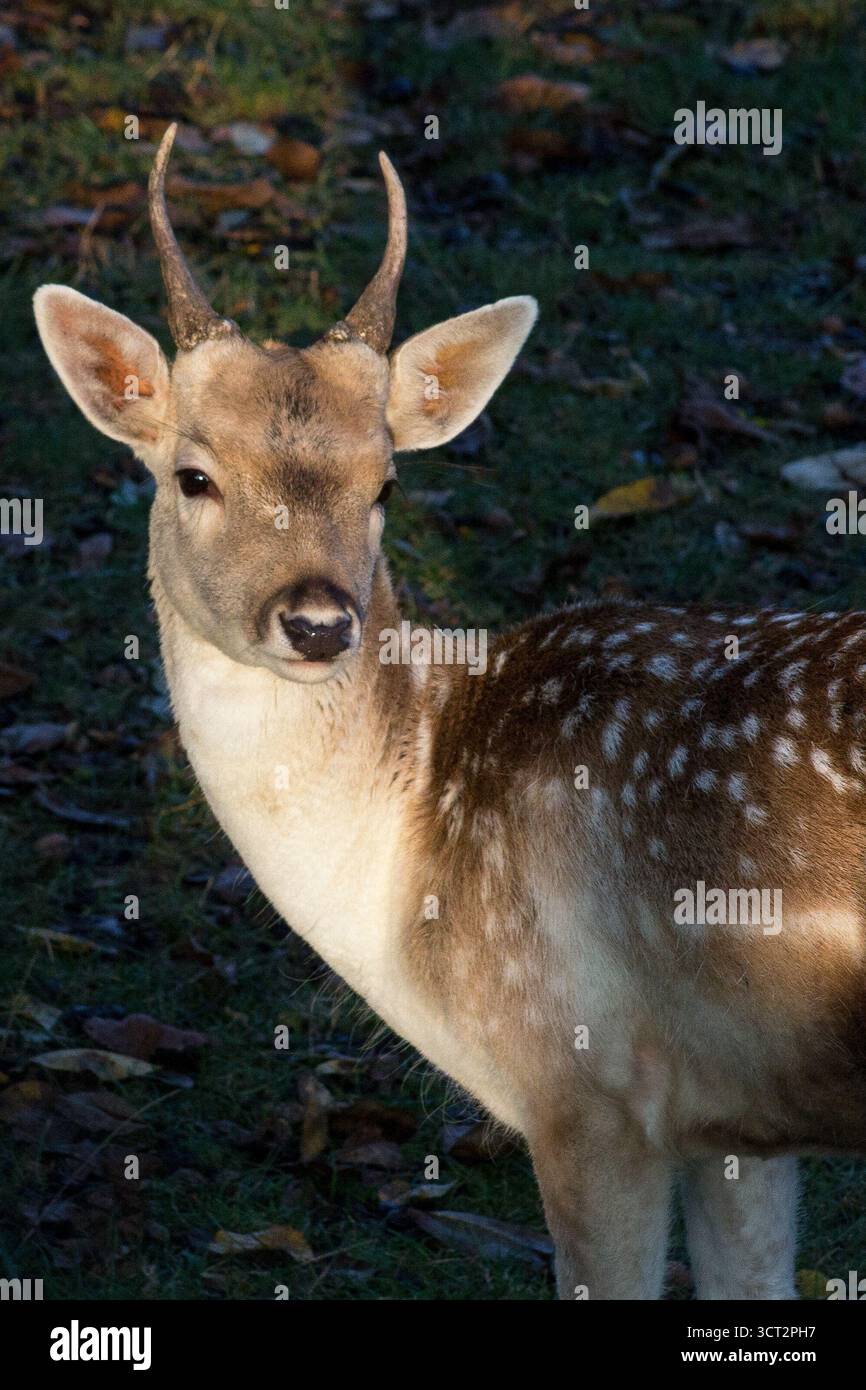 Cerf en jachère mâle avec bois. Rester vigilant, soigneusement vigilant. attentionné en me regardant. Banque D'Images