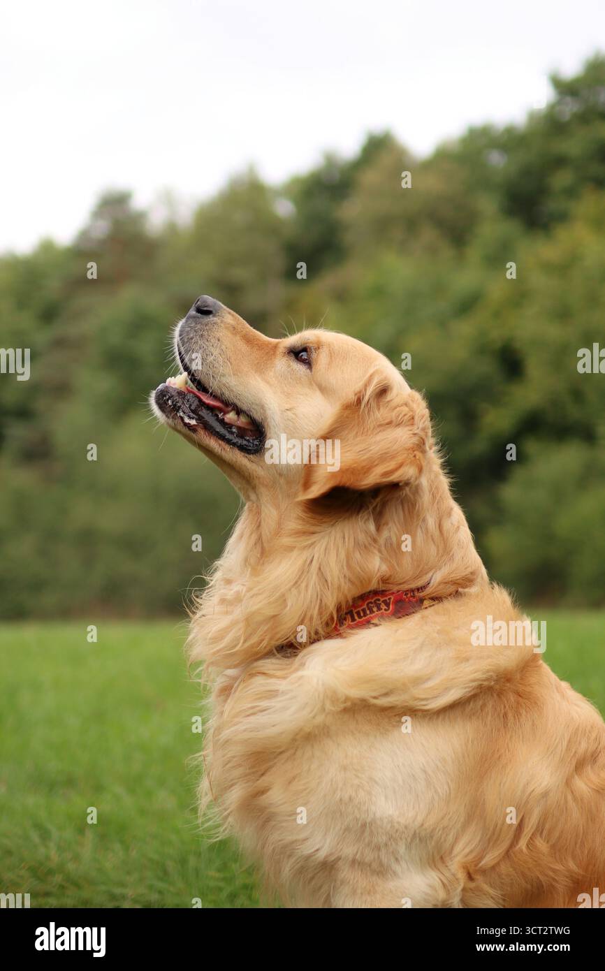 portrait d'une tête golden retriever de profil. il est majestueux Banque D'Images