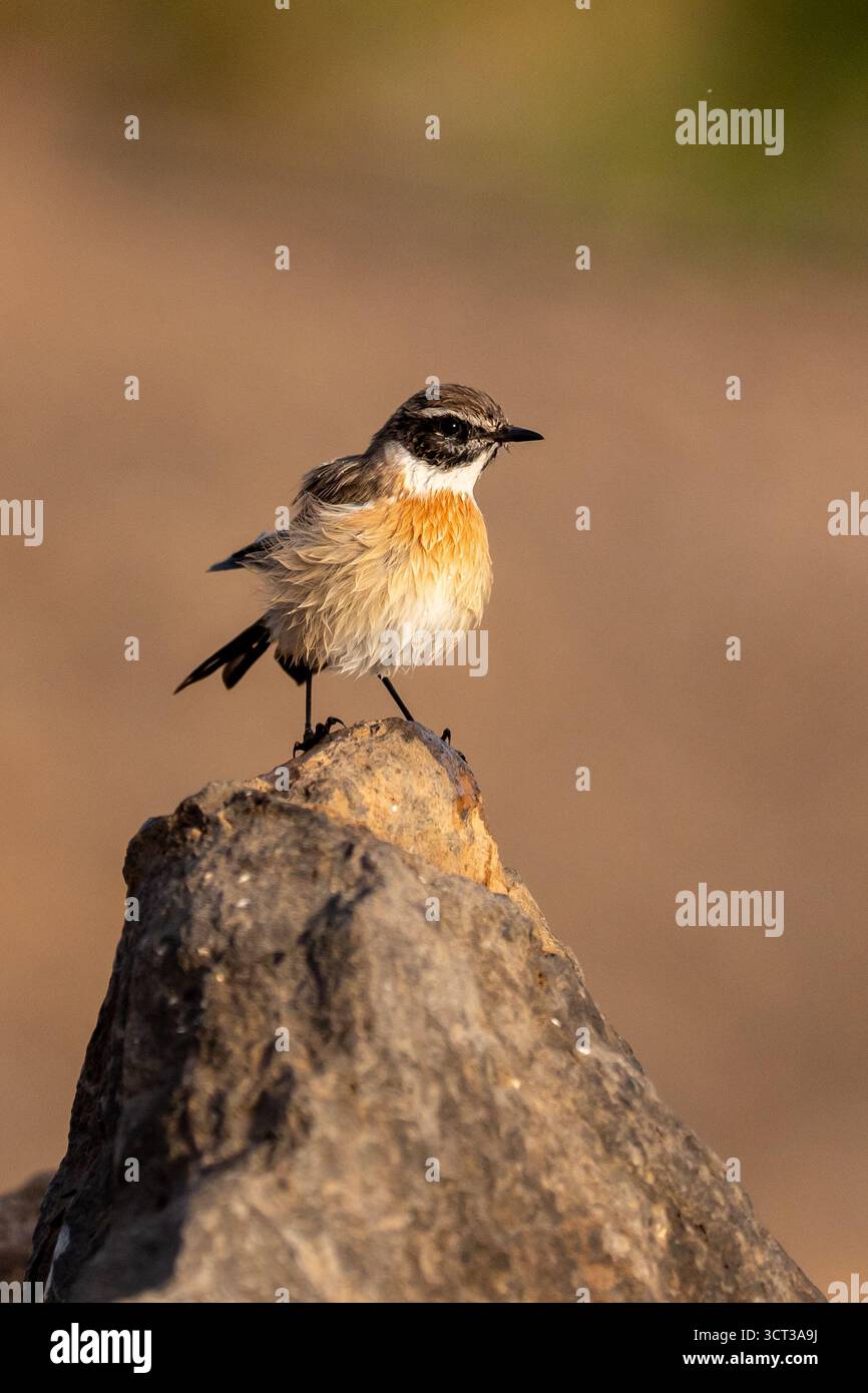 Wheatear du Nord (Oenanthe oenanthe) perché sur la roche volcanique à Fuerteventura. Banque D'Images