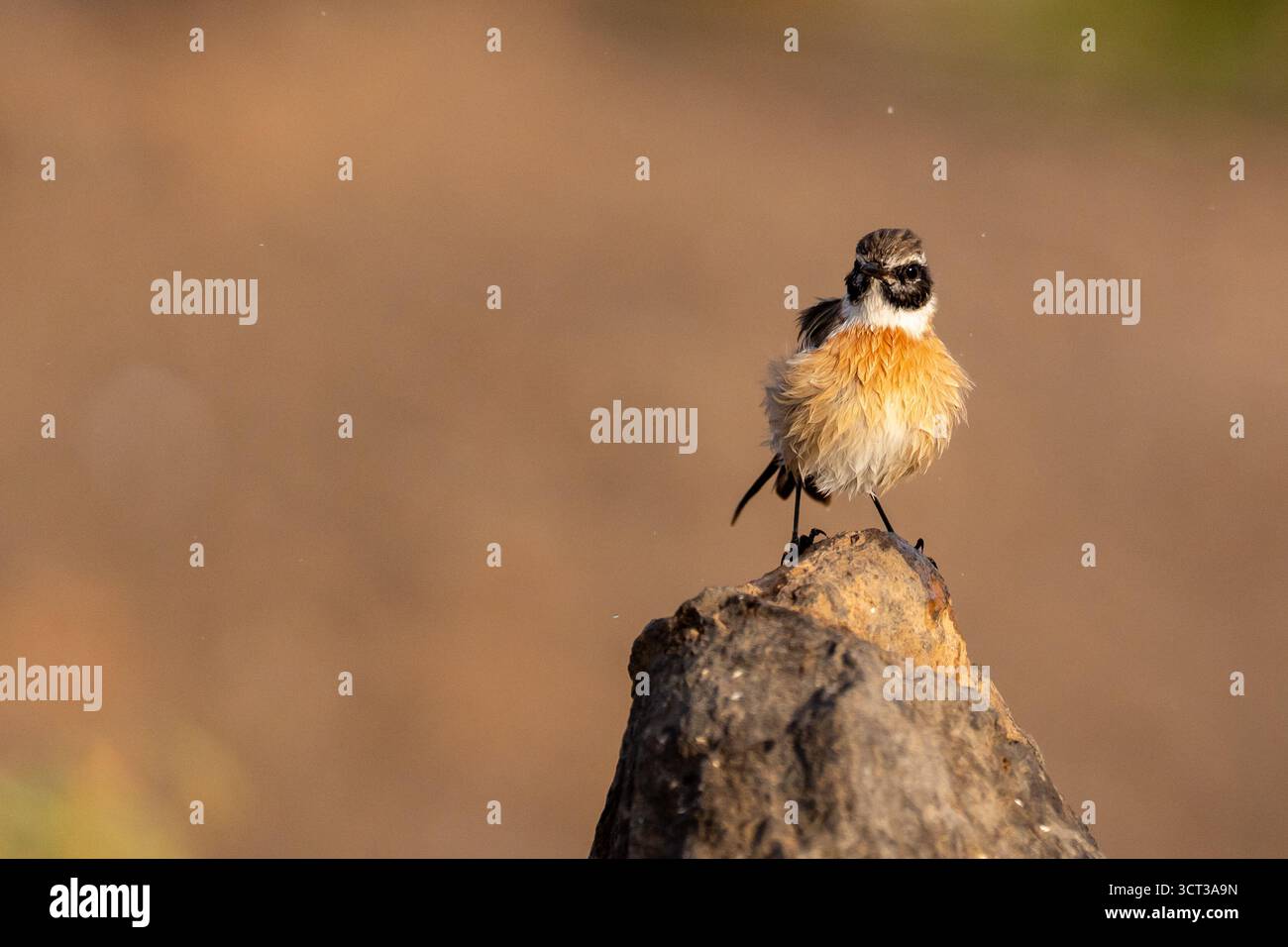 Wheatear du Nord (Oenanthe oenanthe) perché sur la roche volcanique à Fuerteventura. Banque D'Images