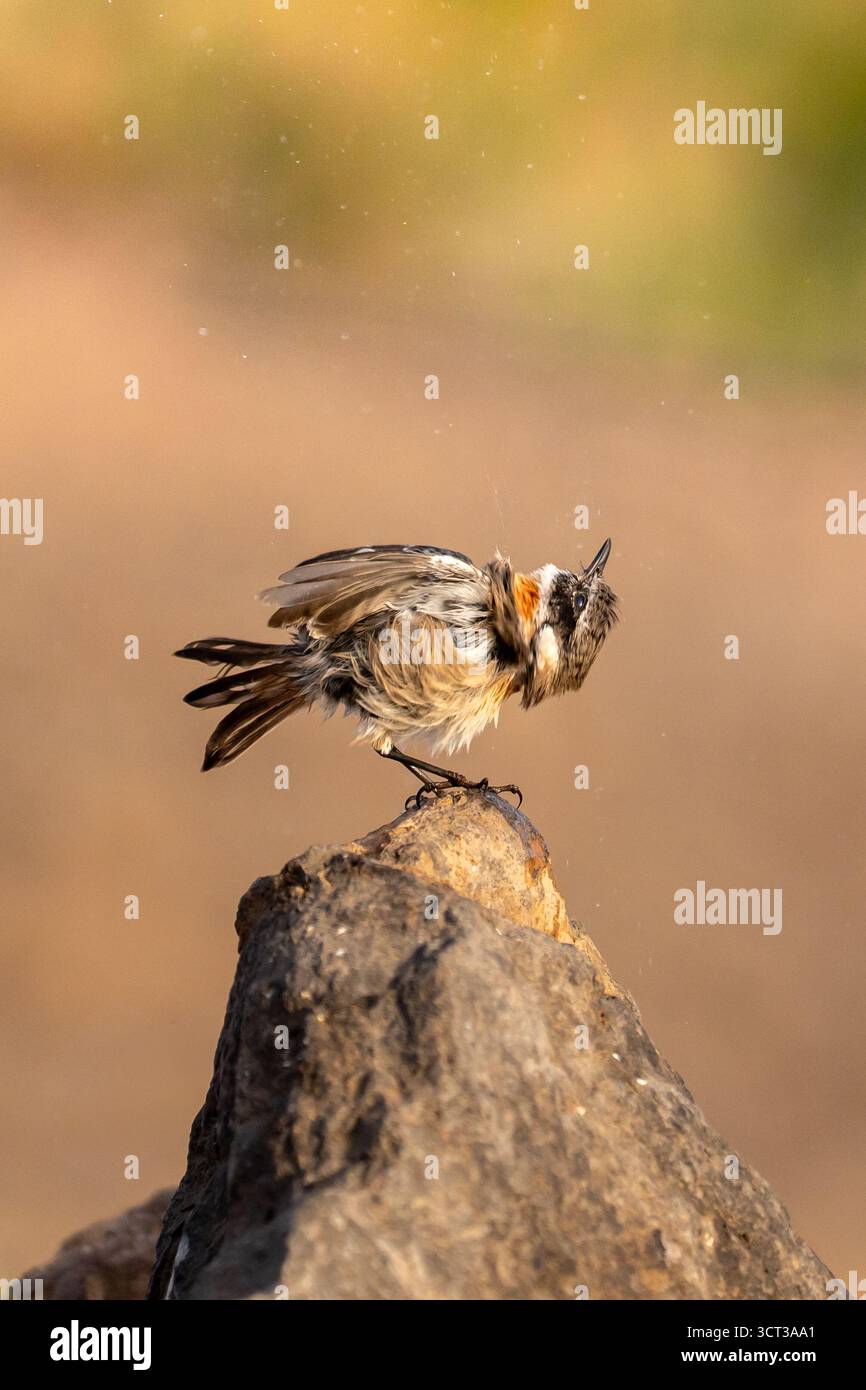 Wheatear du Nord (Oenanthe oenanthe) perché sur la roche volcanique à Fuerteventura. Banque D'Images