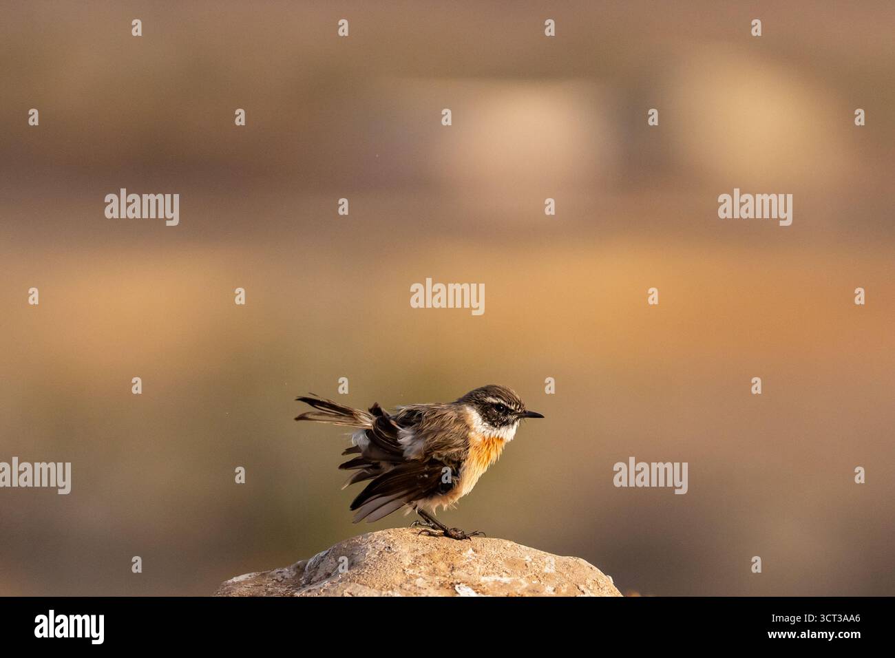 Wheatear du Nord (Oenanthe oenanthe) perché sur la roche volcanique à Fuerteventura. Banque D'Images