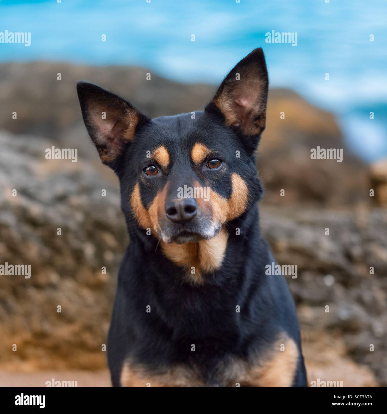 Chien Kelpie australien assis près des rochers et de la mer Banque D'Images