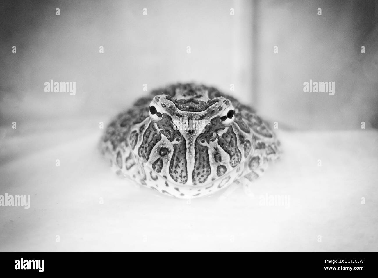 Grenouille Pacman sur fond blanc Banque D'Images