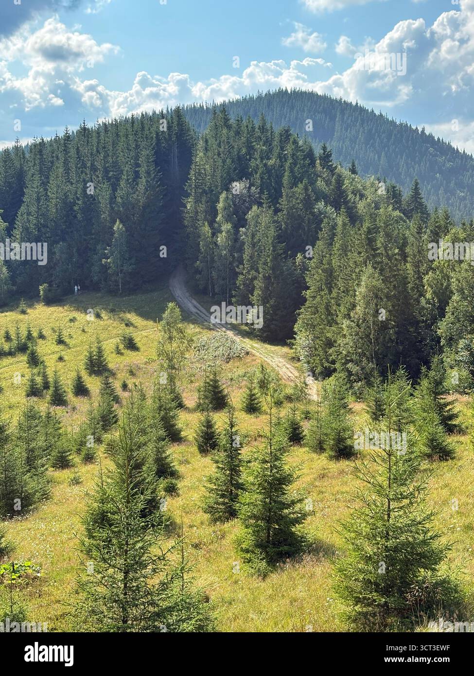 Paysage de montagne avec forêt verte et ciel bleu d'été. Vue panoramique sur les collines couvertes de pins et de nuages Banque D'Images