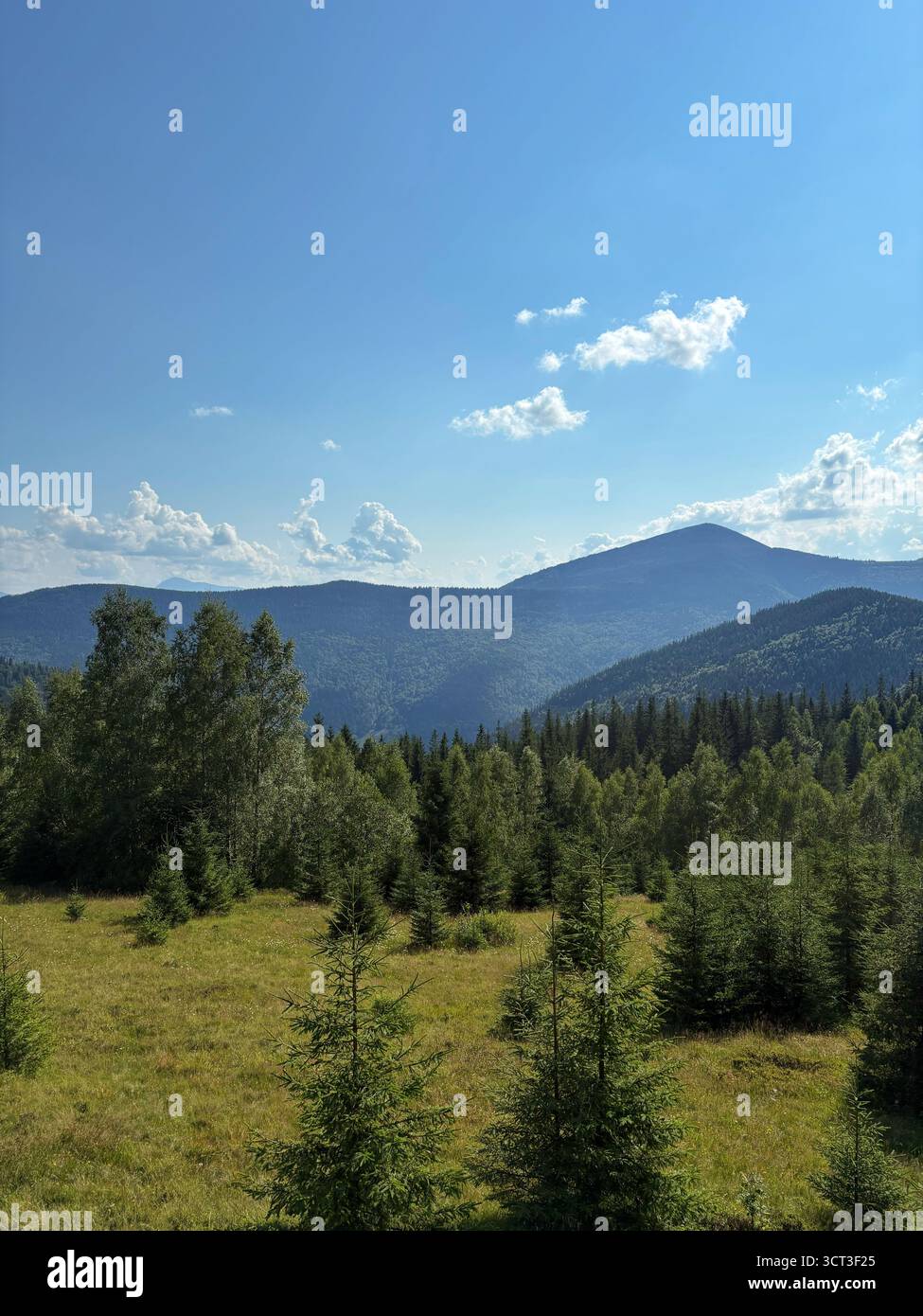 Paysage de montagne avec forêt verte et ciel bleu d'été. Vue panoramique sur les collines couvertes de pins et de nuages Banque D'Images