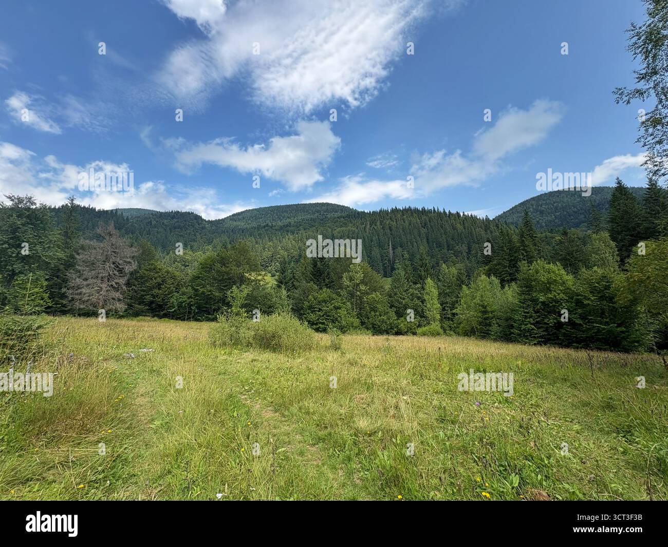 Nature sauvage paisible avec des montagnes, des arbres et un ciel lumineux. Vue panoramique sur les collines couvertes de pins et de nuages Banque D'Images