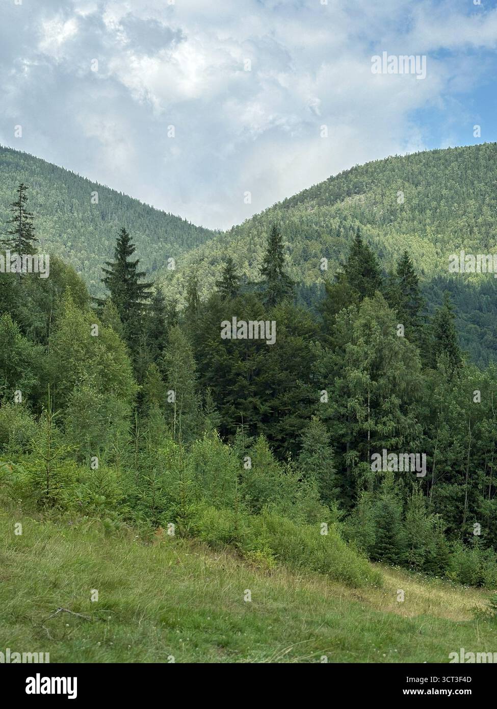 Nature sauvage paisible avec des montagnes, des arbres et un ciel lumineux. Vue panoramique sur les collines couvertes de pins et de nuages Banque D'Images