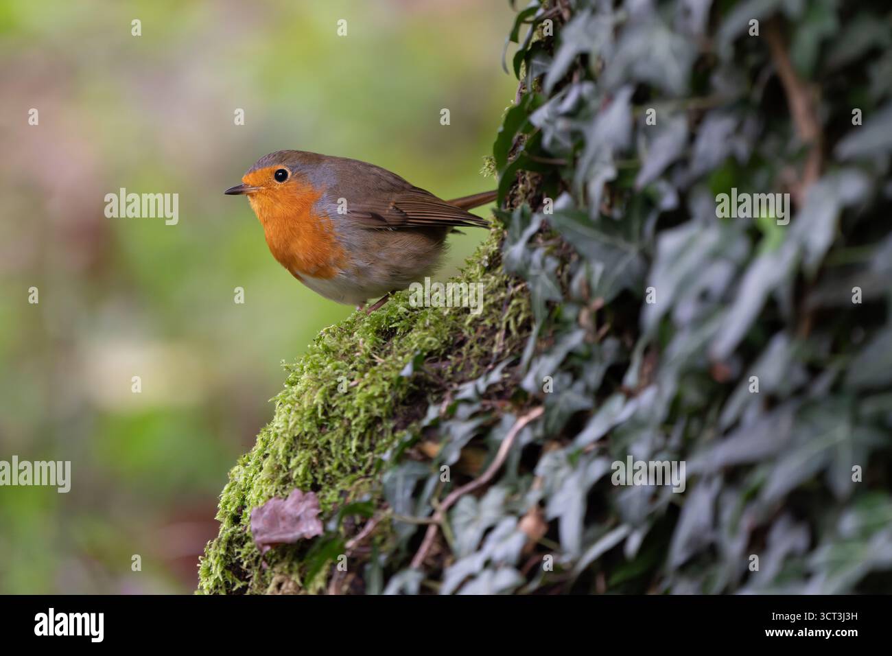 Une gorge rouge placée sur de la mousse à côté d'un tronc d'arbre recouvert d'iry Banque D'Images