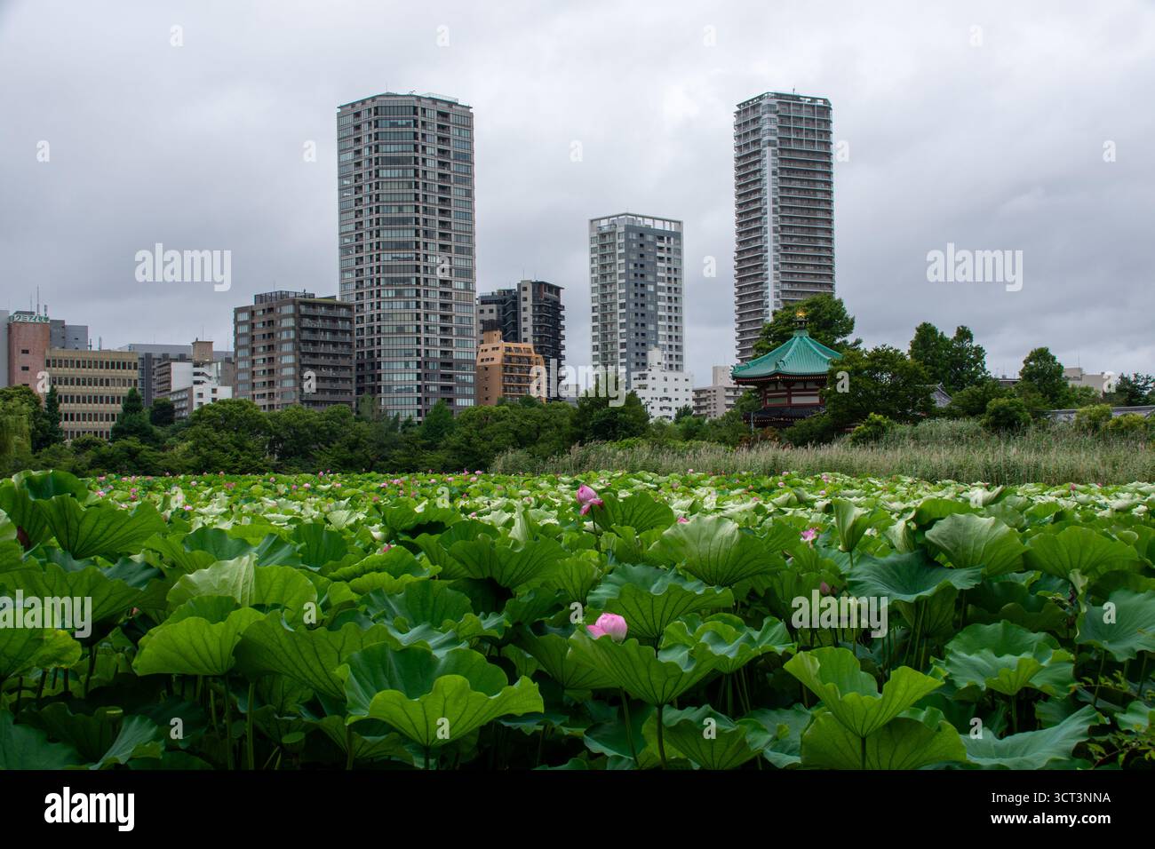 Étang Lotus et horizon de la ville au parc Ueno à Tokyo, Japon Banque D'Images