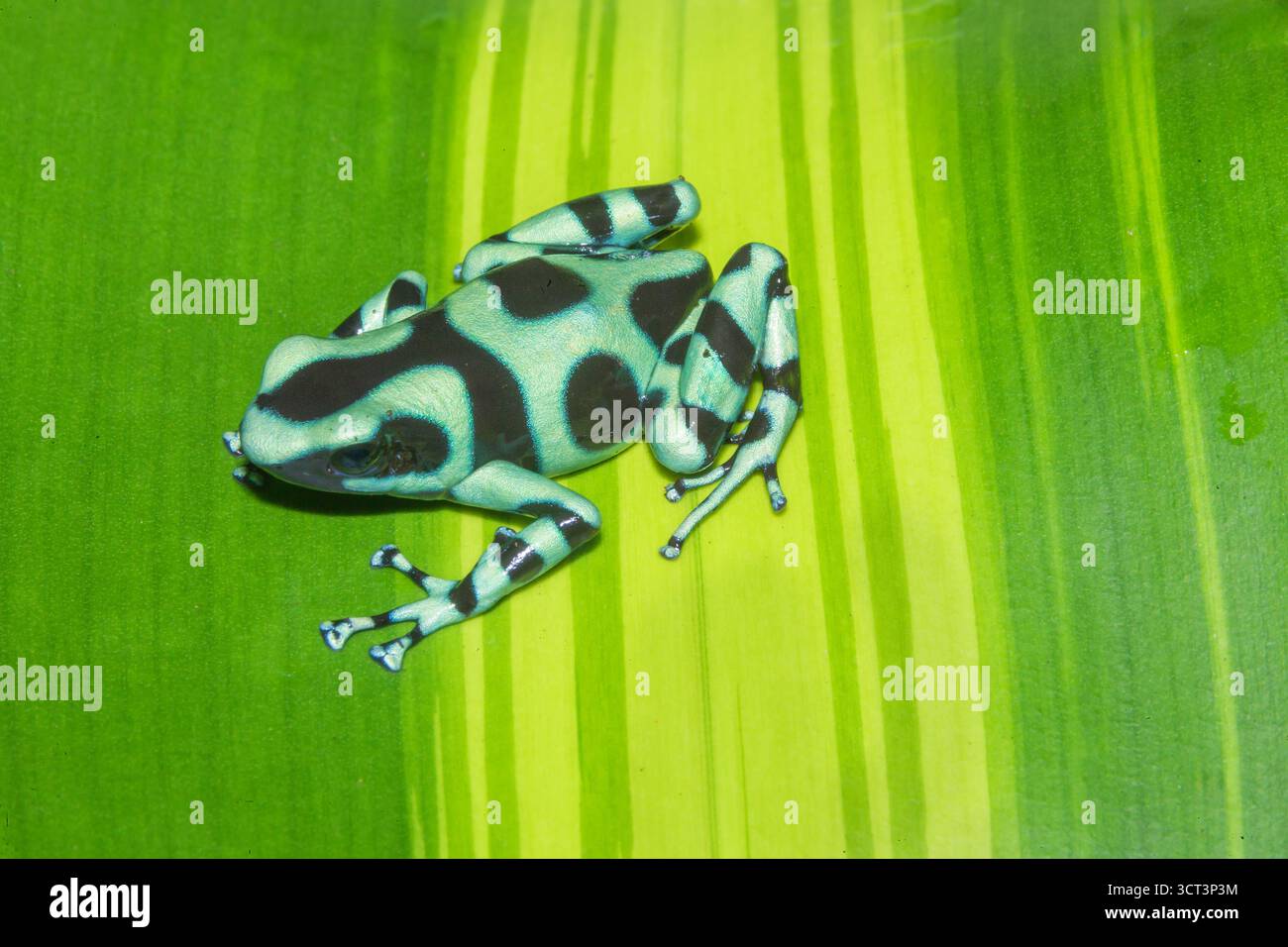 Grenouille verte et noire, (Dendrobates auratus), Costa Rica, Amérique centrale, Banque D'Images