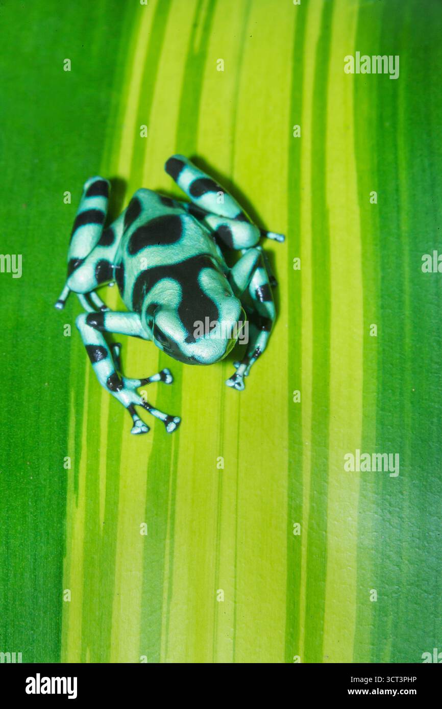 Grenouille poison verte et noire (Dendrobates auratus) sur feuille, Costa Rica, Amérique centrale, Banque D'Images