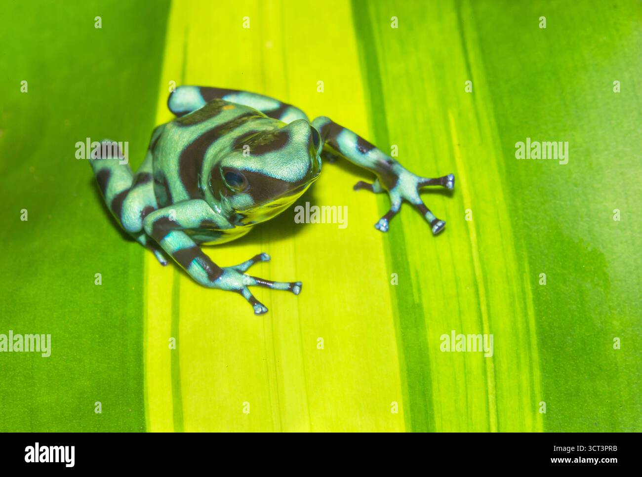 Grenouille verte et noire, (Dendrobates auratus), Costa Rica, Amérique centrale, Banque D'Images