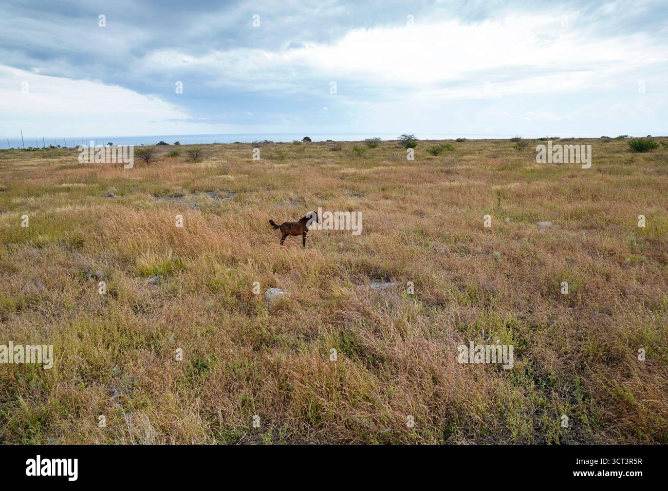 Un beau cheval sauvage dans de hautes herbes sèches, typique de l'île de Sumba, Indonésie Banque D'Images