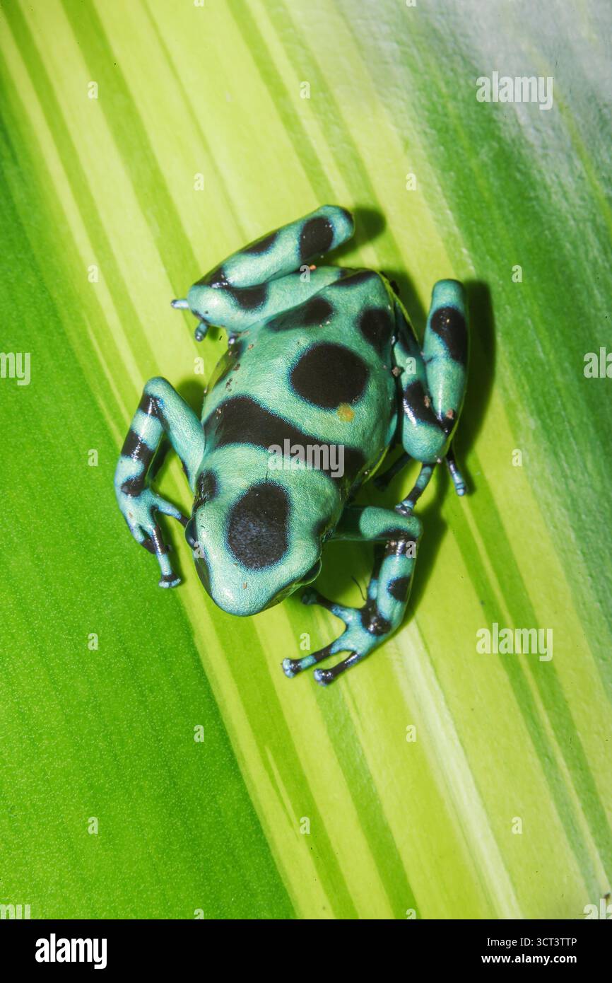 Grenouille verte et noire, (Dendrobates auratus), Costa Rica, Amérique centrale, Banque D'Images