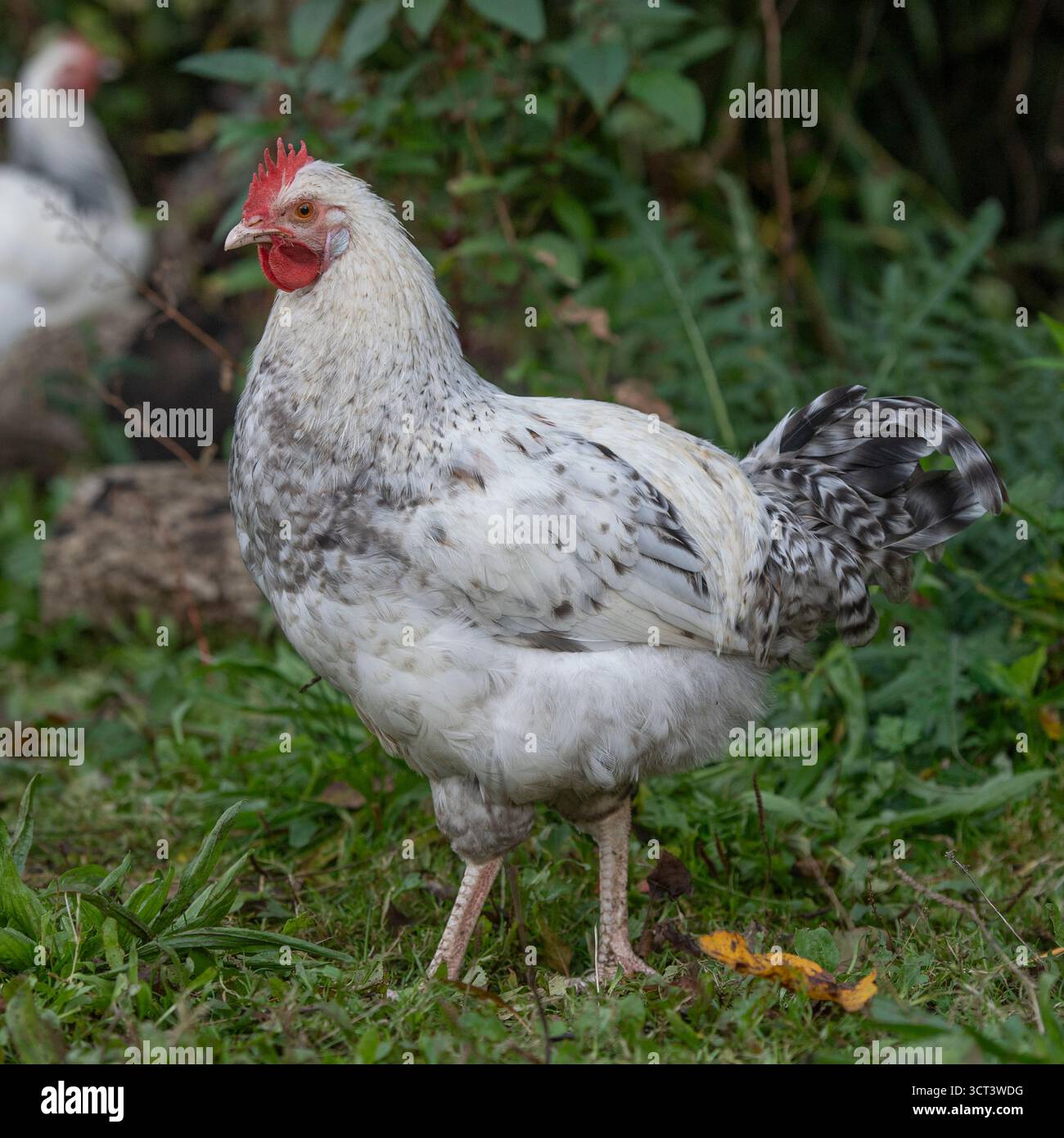 bleu éclaboussure brahma jeune cockrel Banque D'Images