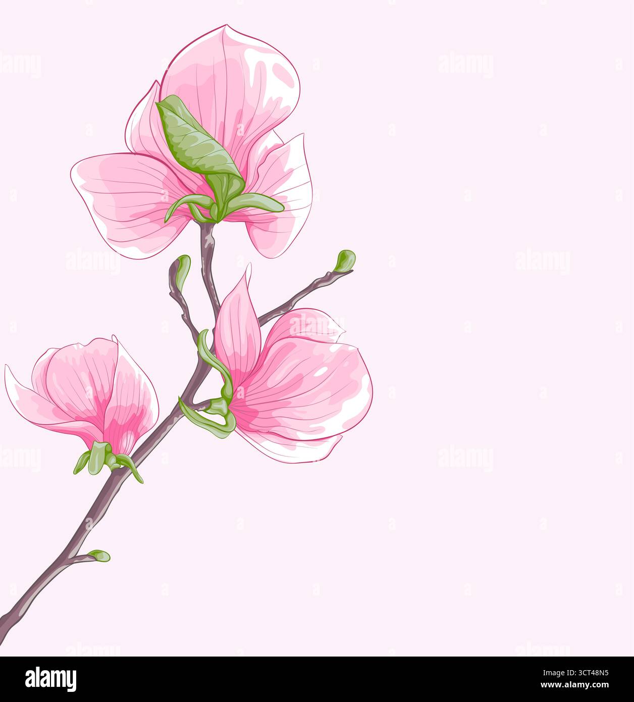 magnifique arbre de magnolia isolé en fleurs de brindilles Illustration de Vecteur