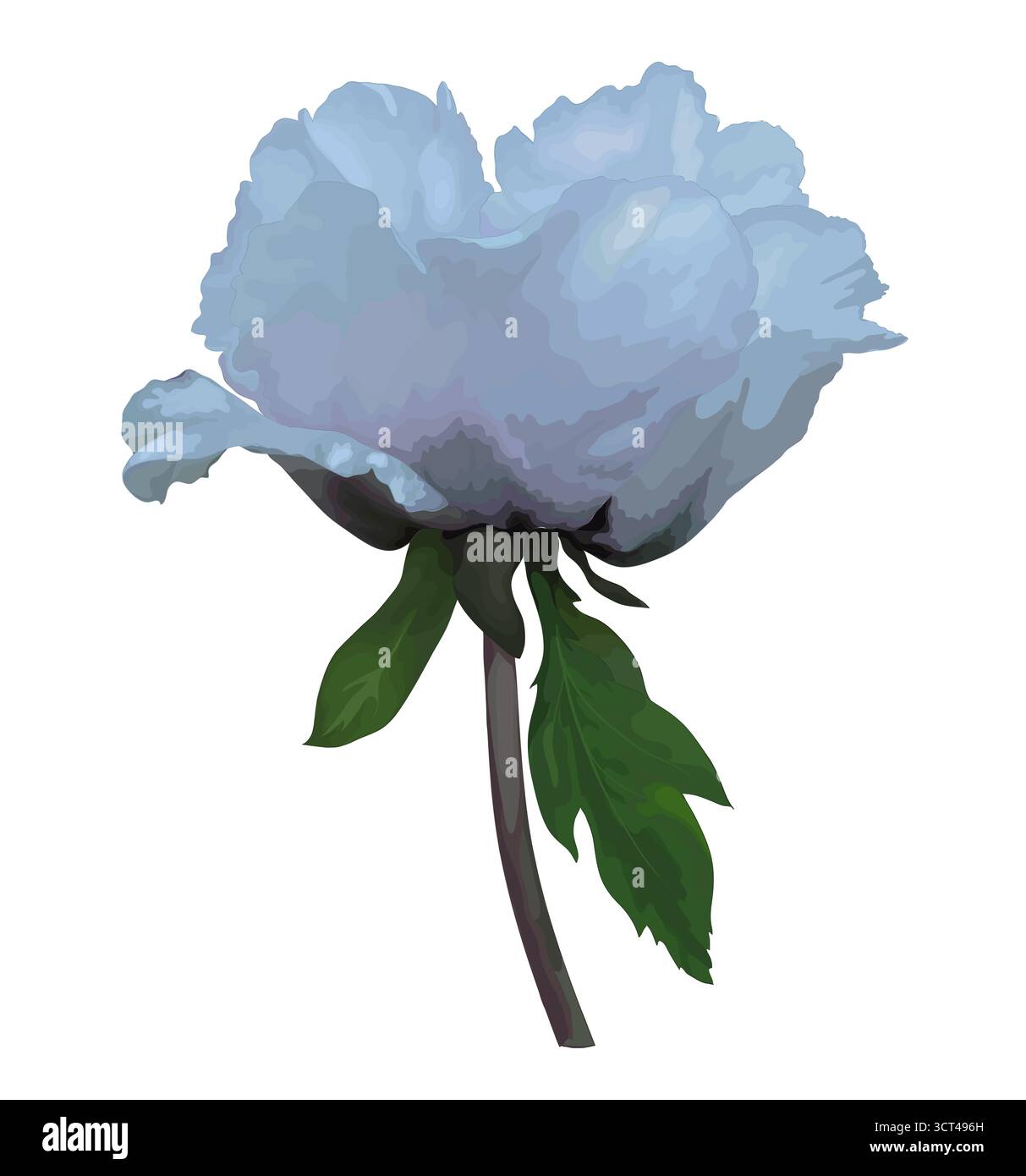 Belle plante Paeonia arborea (pivoine d'arbre) fleur blanche avec l'effet d'un dessin aquarelle isolé sur fond blanc. Illustration de Vecteur