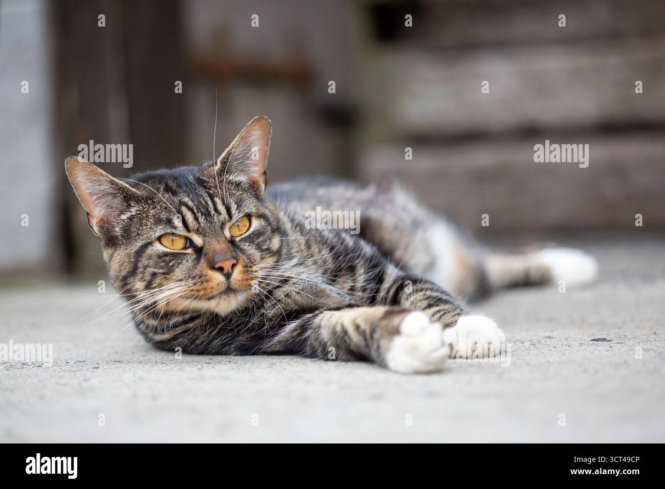 Chat Tabby couché dans une cour sur une ferme Banque D'Images