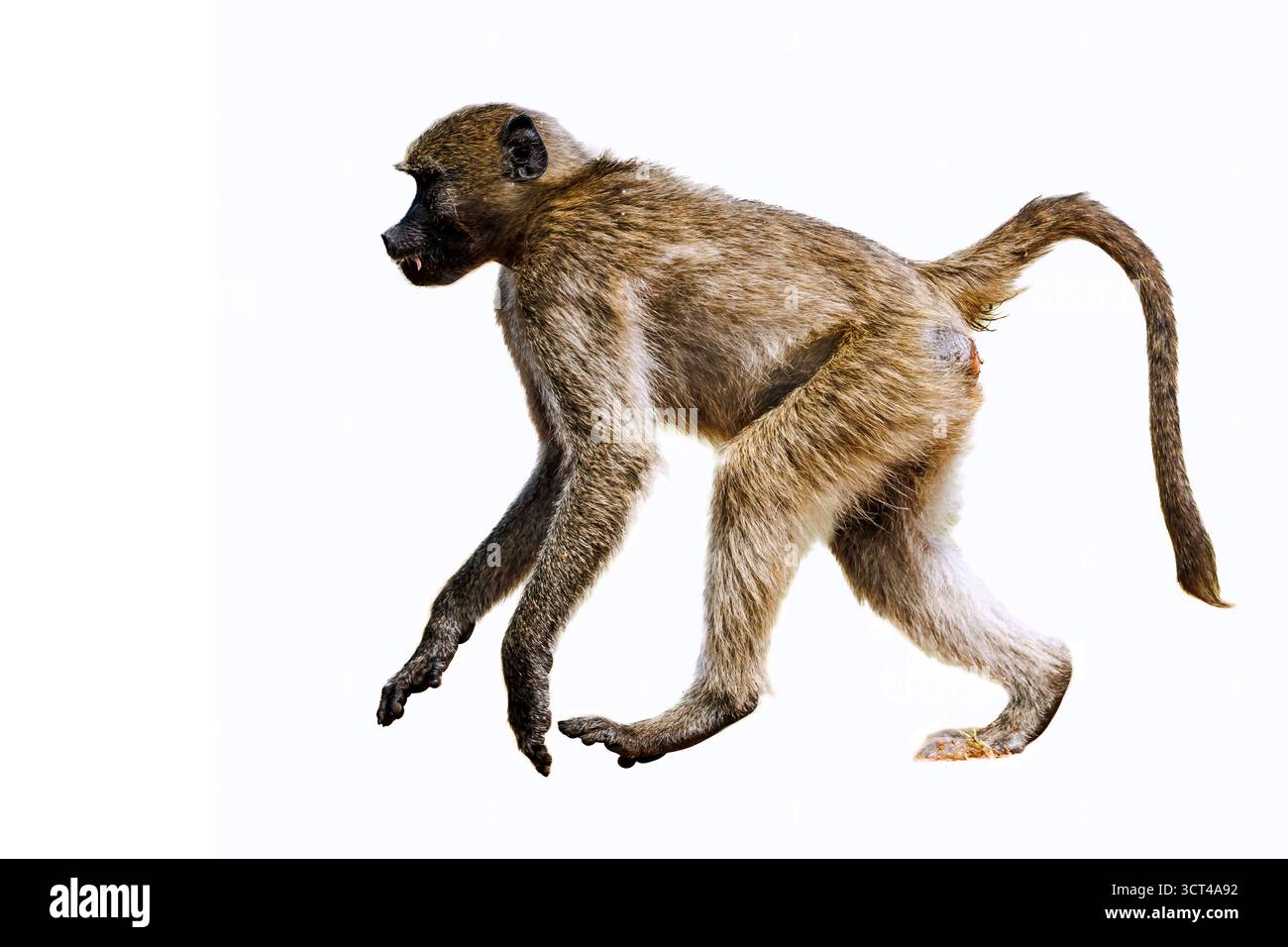 Chacma babouin plein cadre courant isolé sur fond blanc dans le parc national du Grand Kruger, Afrique du Sud ; espèce Papio ursinus famille de Cercopit Banque D'Images