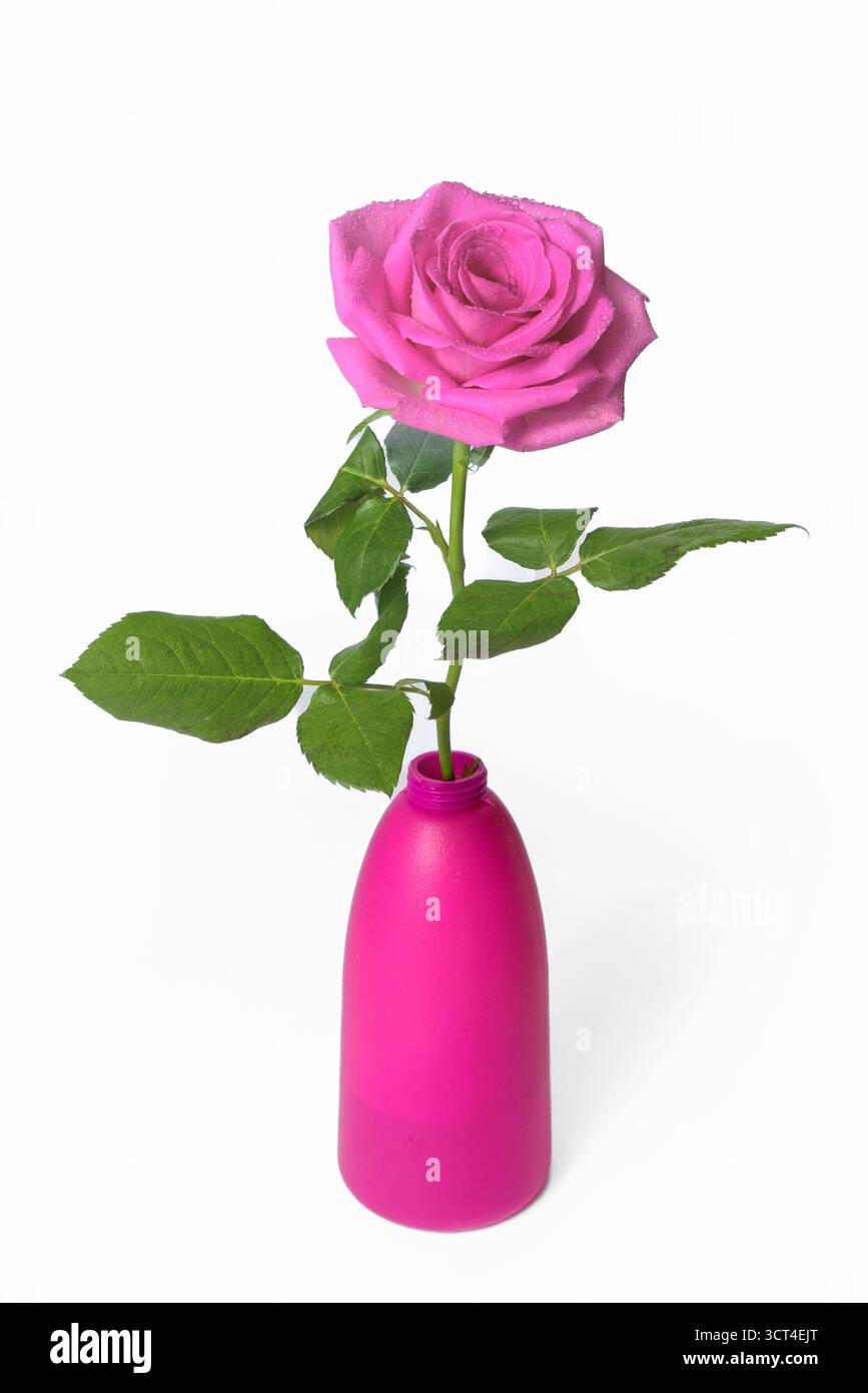Rose rose dans une bouteille en plastique sur un fond blanc. Vertical Banque D'Images