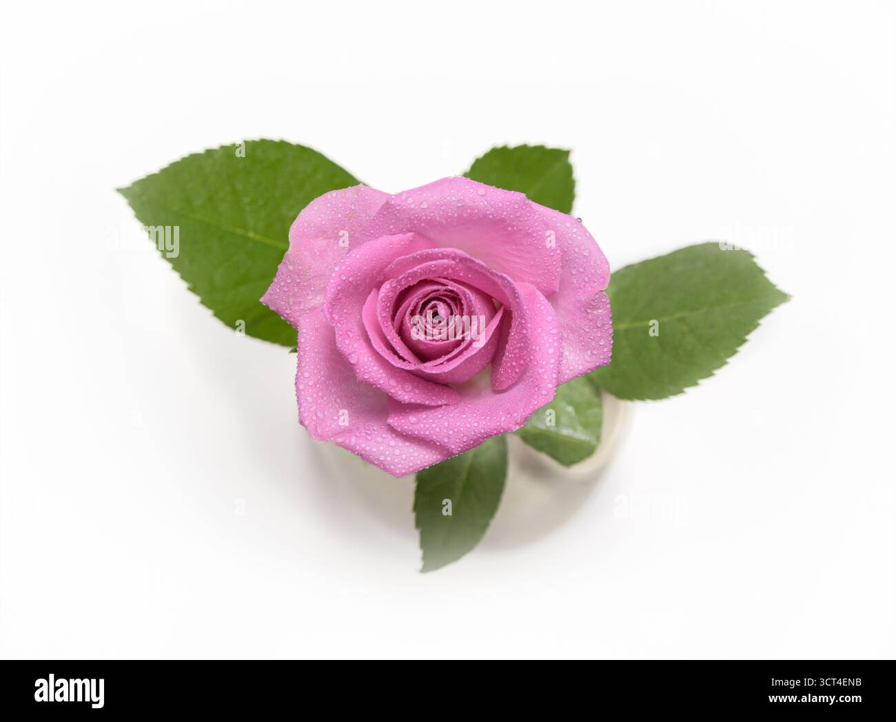 Rose simple avec gouttes de rosée. Vue de dessus gros plan Banque D'Images