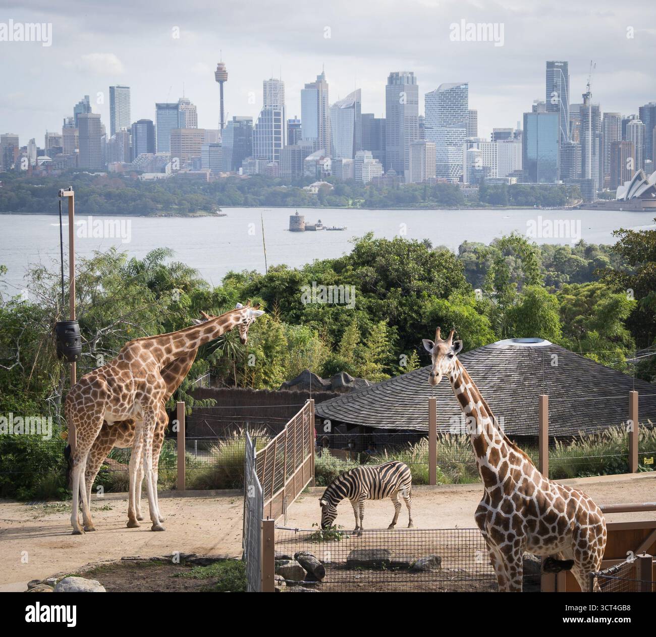 Girafes dans le zoo avec panorama de la ville en toile de fond, zoo de Sydney Taronga, Australie Banque D'Images