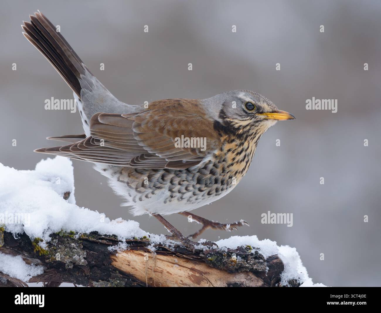 Fieldfare (turdus pilaris) chevauchant une branche enneigée en hiver froid Banque D'Images