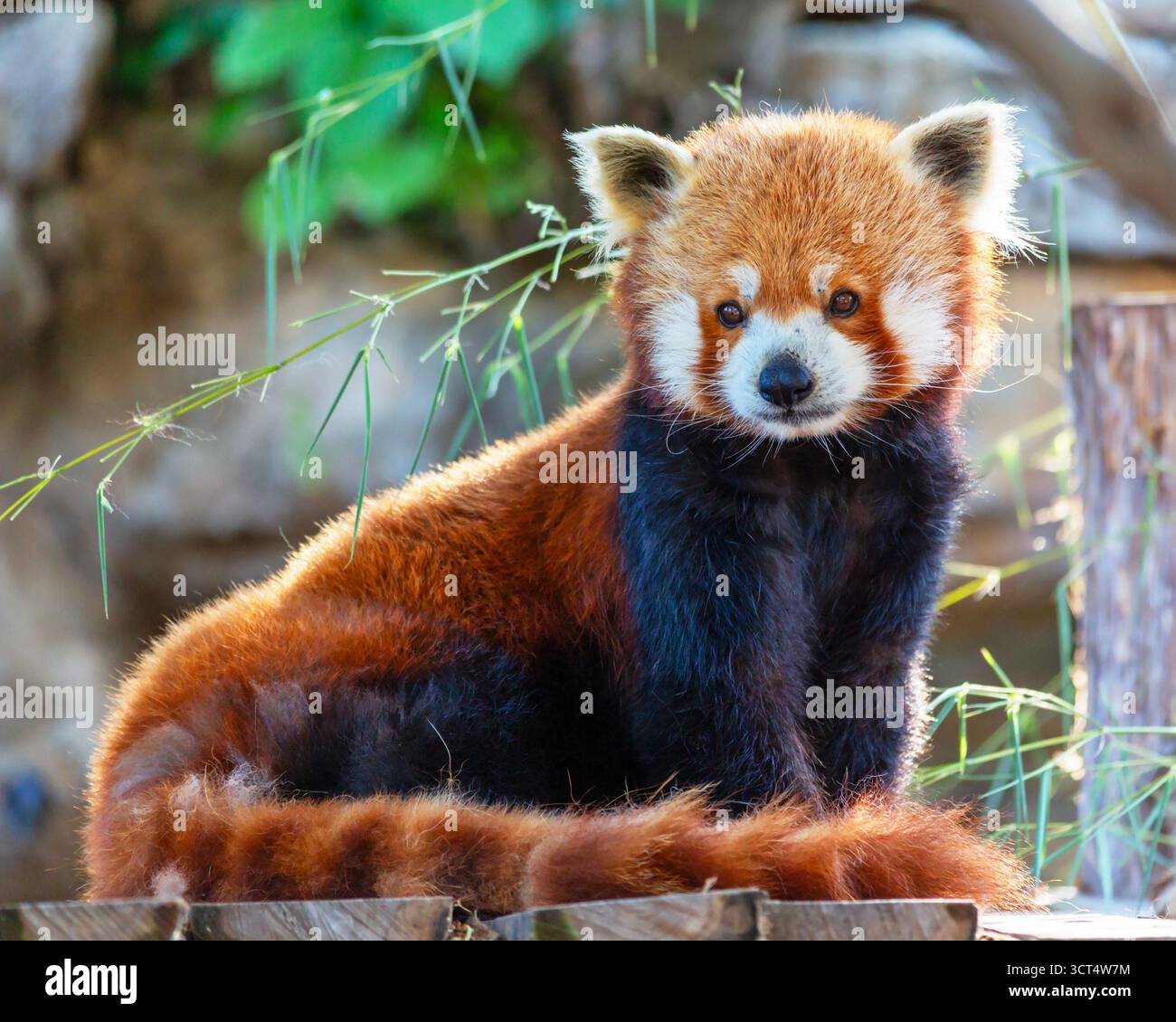 Portrait d'un panda rouge au Zoo de préparation Louis Banque D'Images