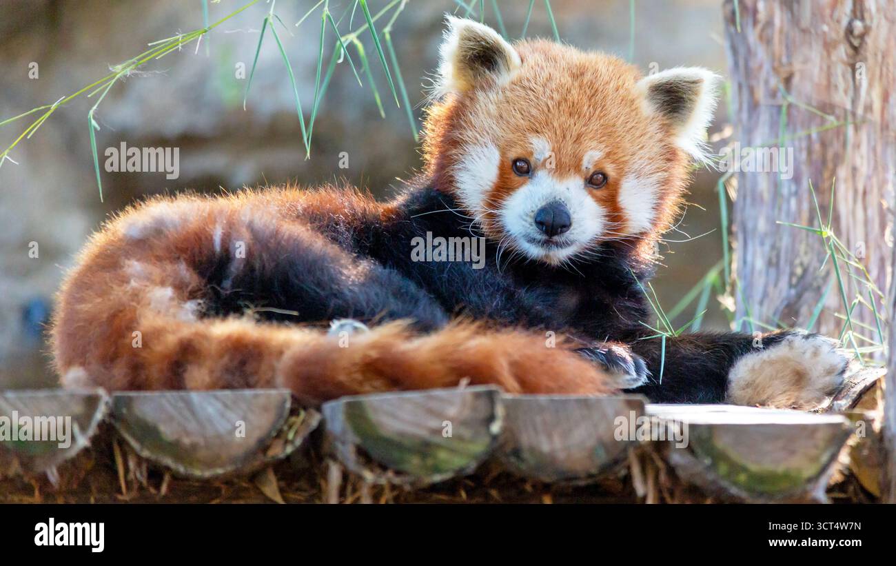 Portrait d'un panda rouge au Zoo de préparation Louis Banque D'Images