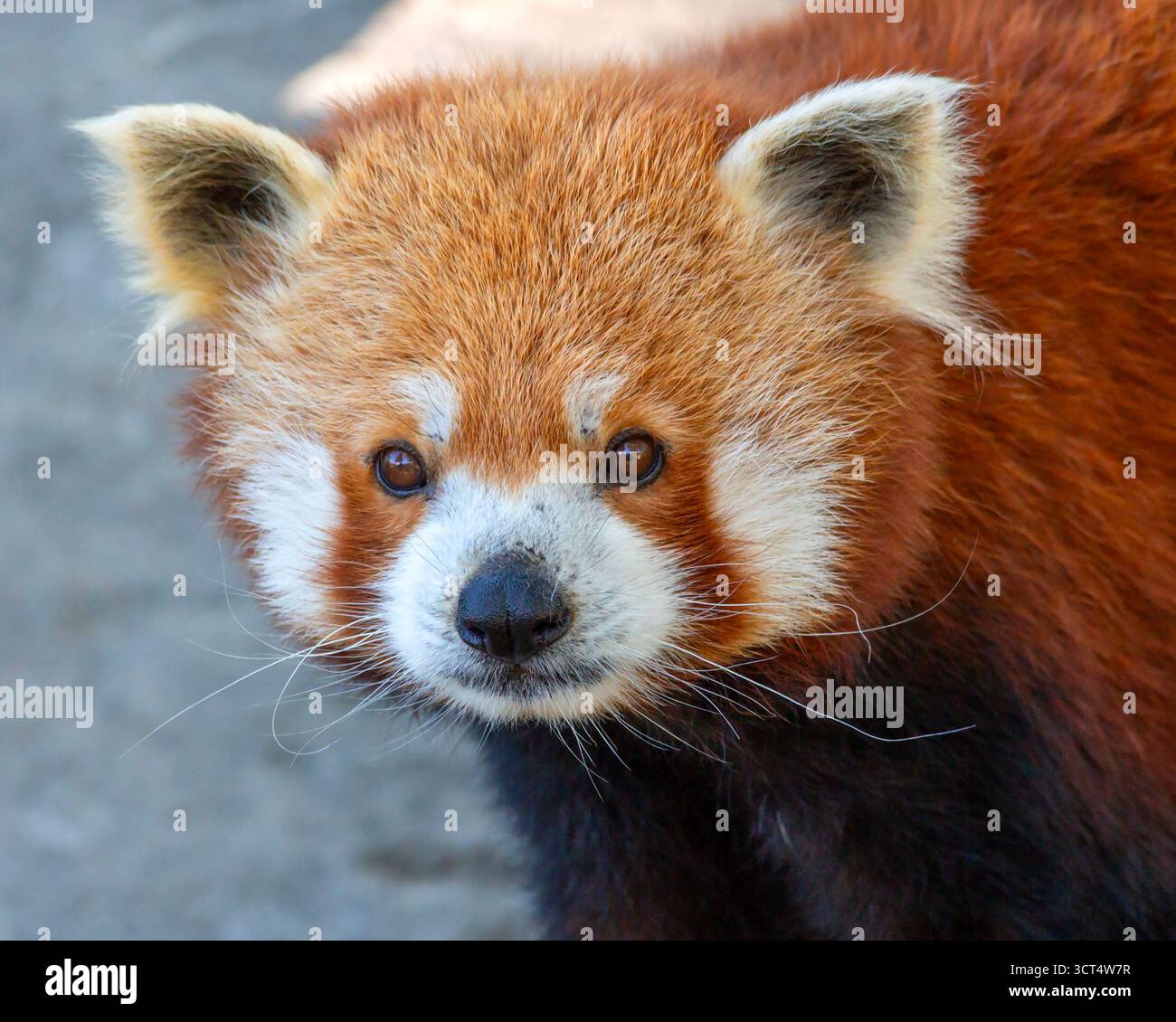 Portrait d'un panda rouge au Zoo de préparation Louis Banque D'Images