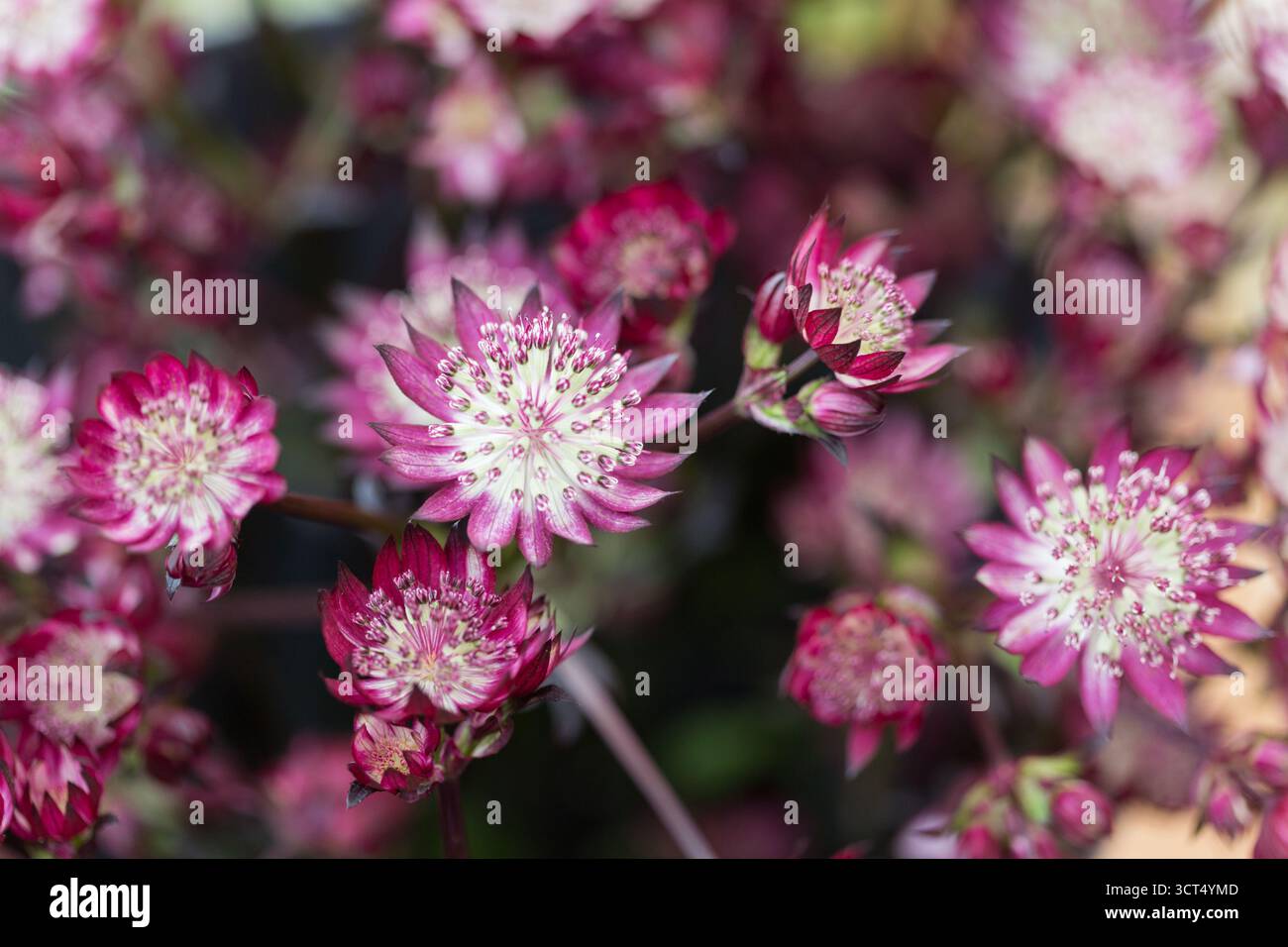 Jolies fleurs de jardin d'été d'un jardin de campagne anglais Banque D'Images