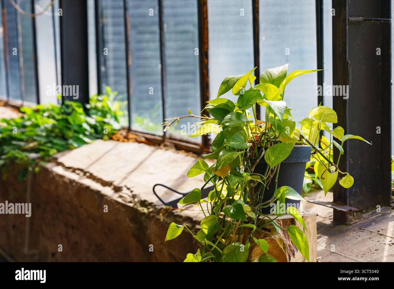 Plante en pot vert vif, Epipremnum aureum avec des feuilles fraîches poussant à l'intérieur près d'une grande fenêtre à la lumière du soleil, décoration intérieure naturelle avec ménage Banque D'Images
