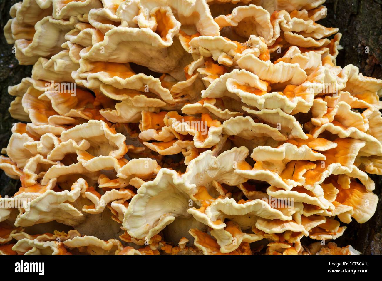 Champignon Laetiporus sulphureus (poulet des bois) vibrant et comestible poussant en grappes denses et stratifiées sur un tronc d'arbre Banque D'Images